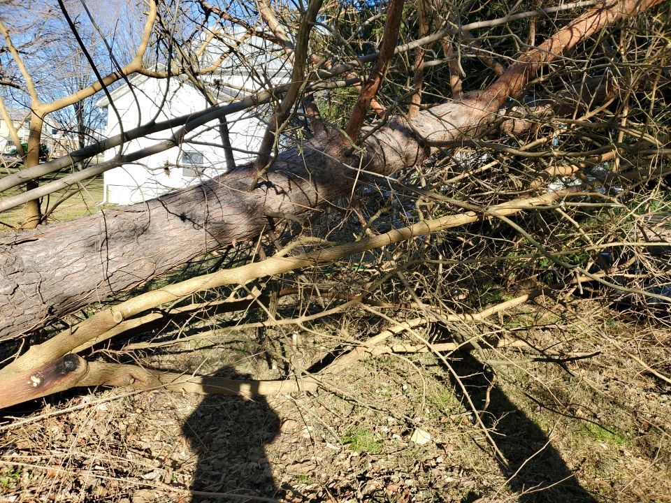 Storm Damaged Tree Removal  using Tree Removal by Mike Jones & Sons Tree Service LLC 