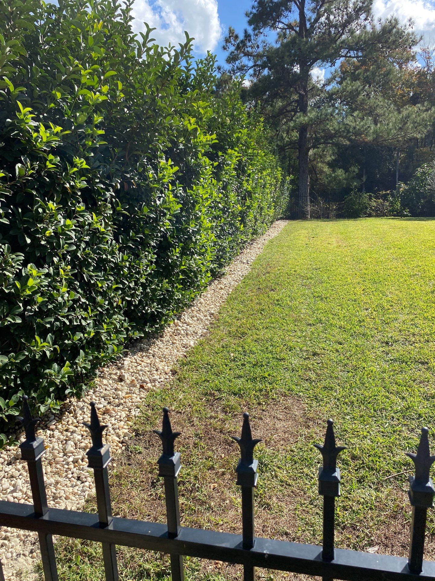 Deerwood Resident | Palm Trimming & Ground Cover by ProGreen Services