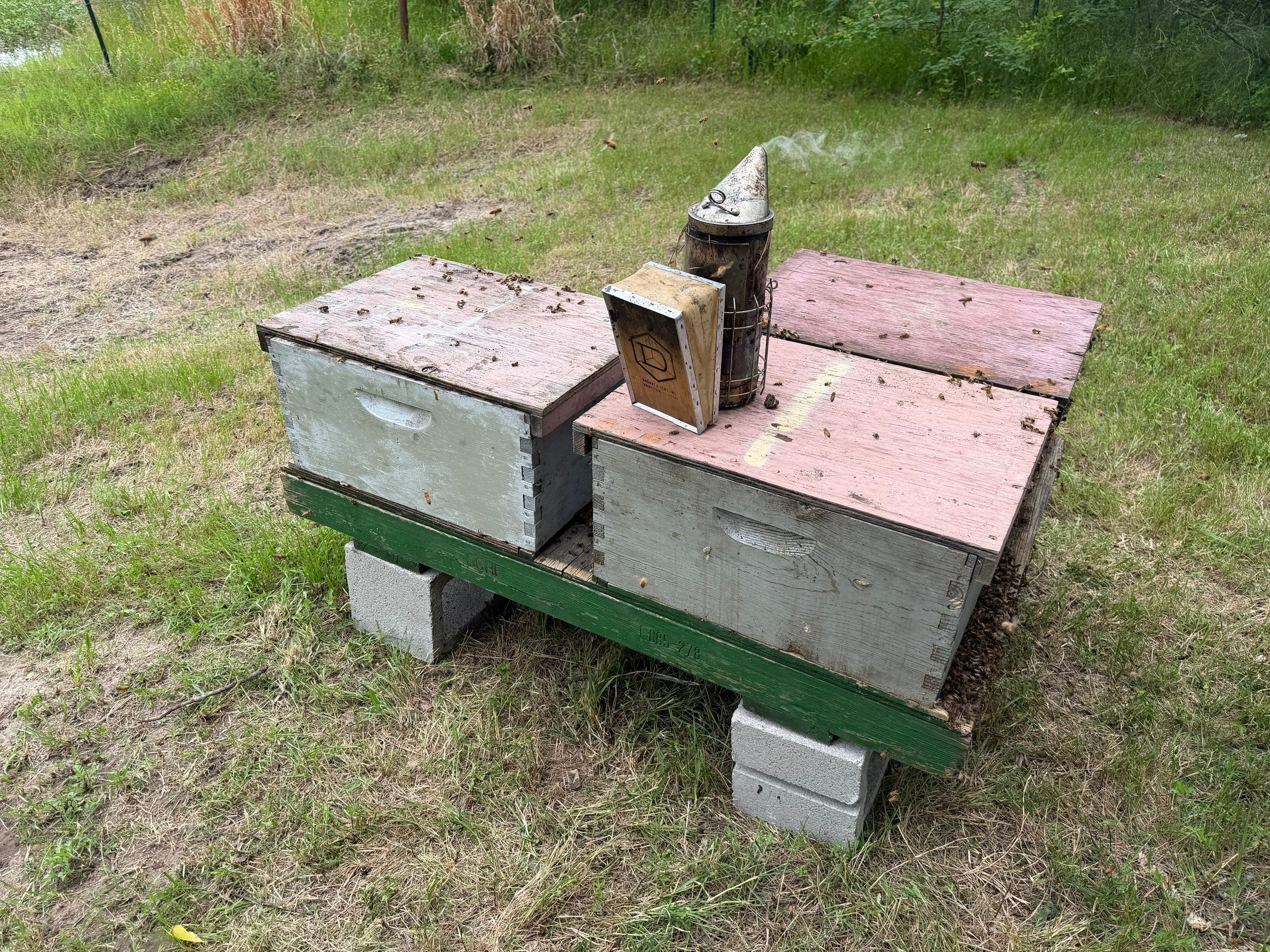 Project in Terrell, TX by Rockwall Honey Bee Company