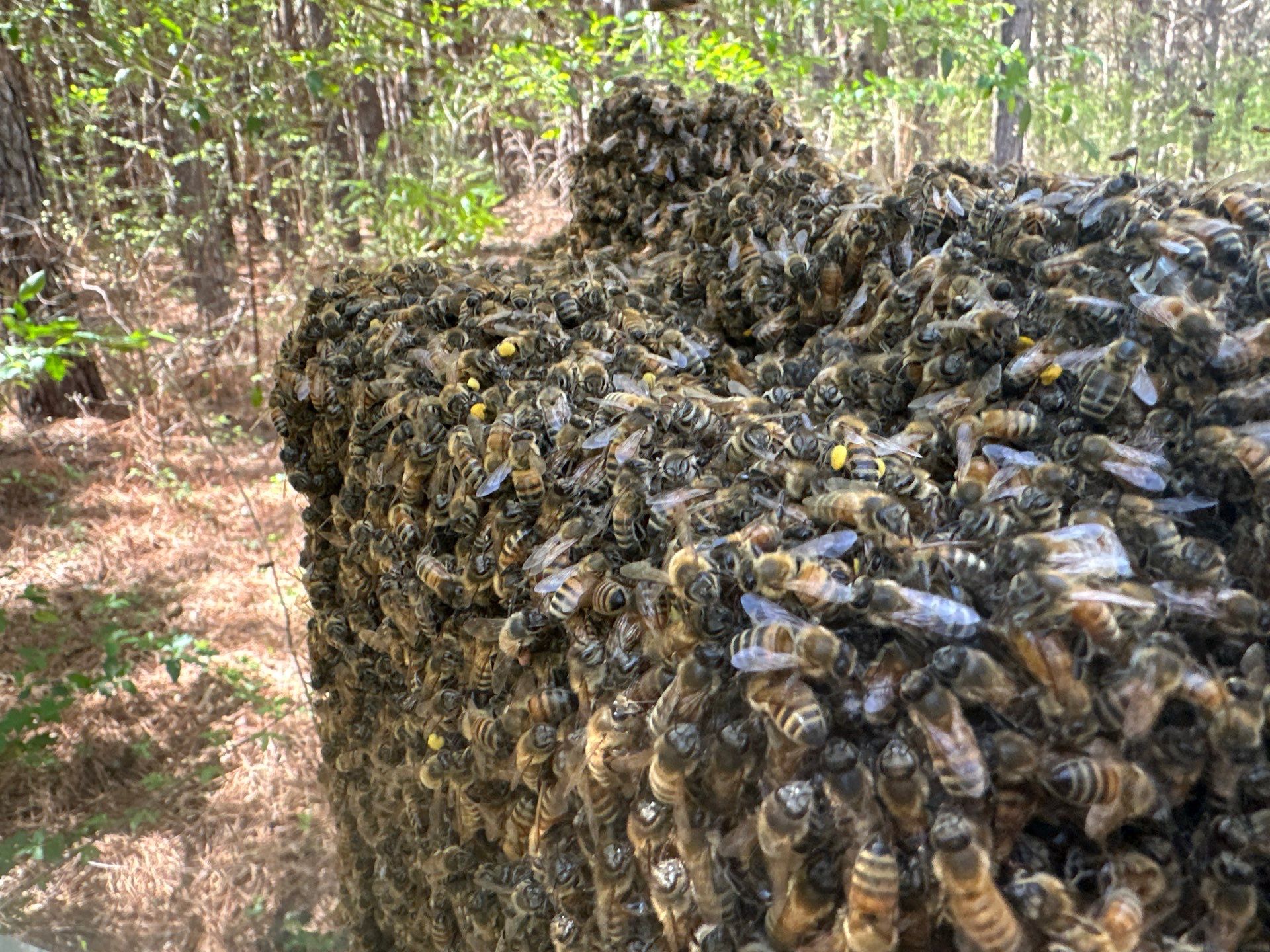 Tree Farm Apiary by Rockwall Honey Bee Company