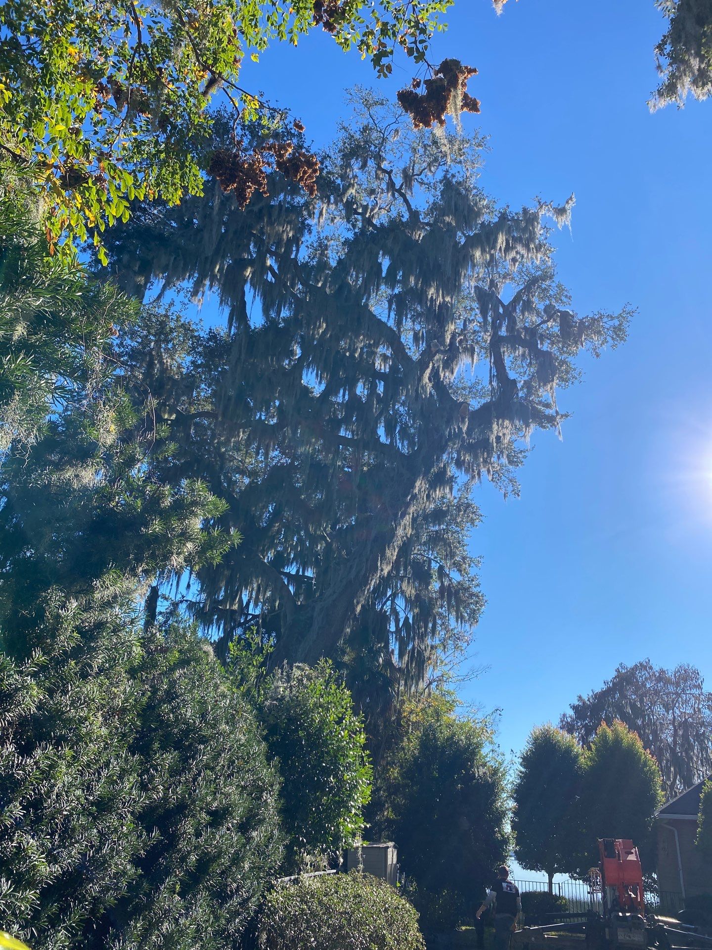 Residential | Tree Service by ProGreen Services