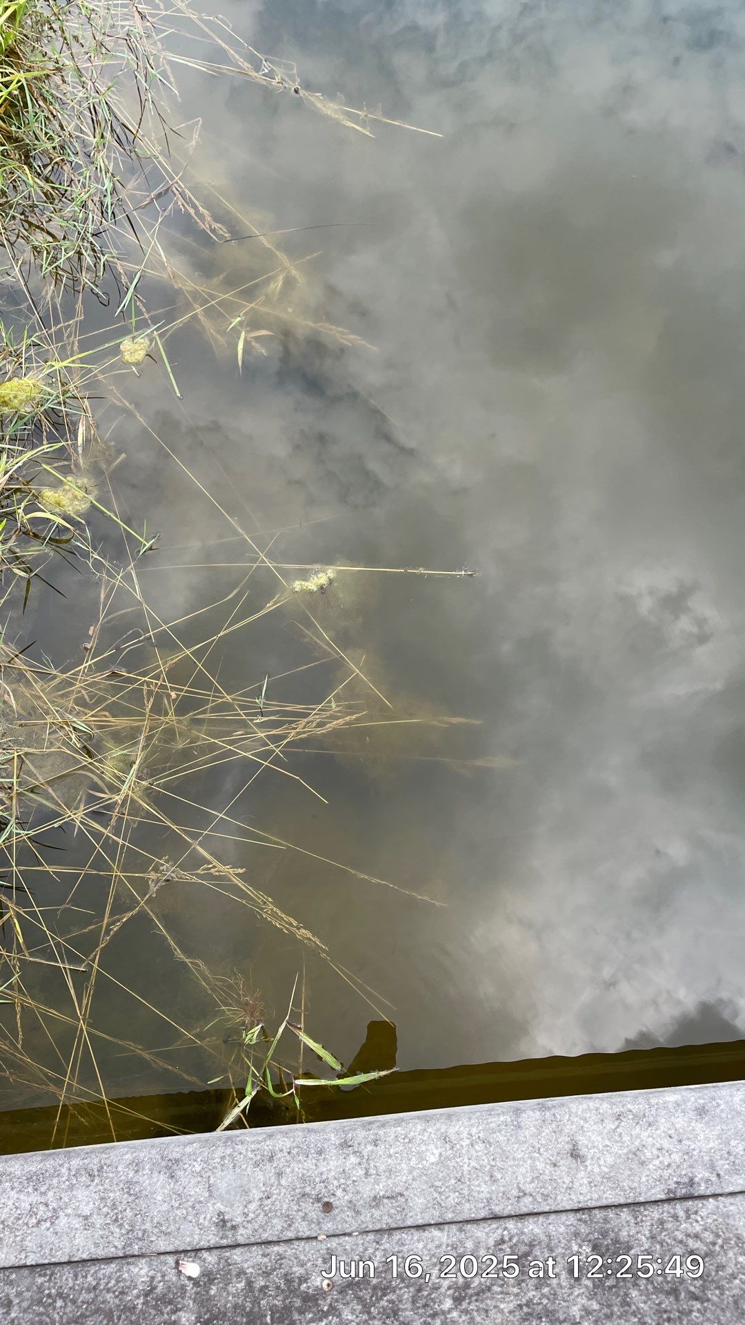 Maas Project by  Bellus Aquatic Solutions