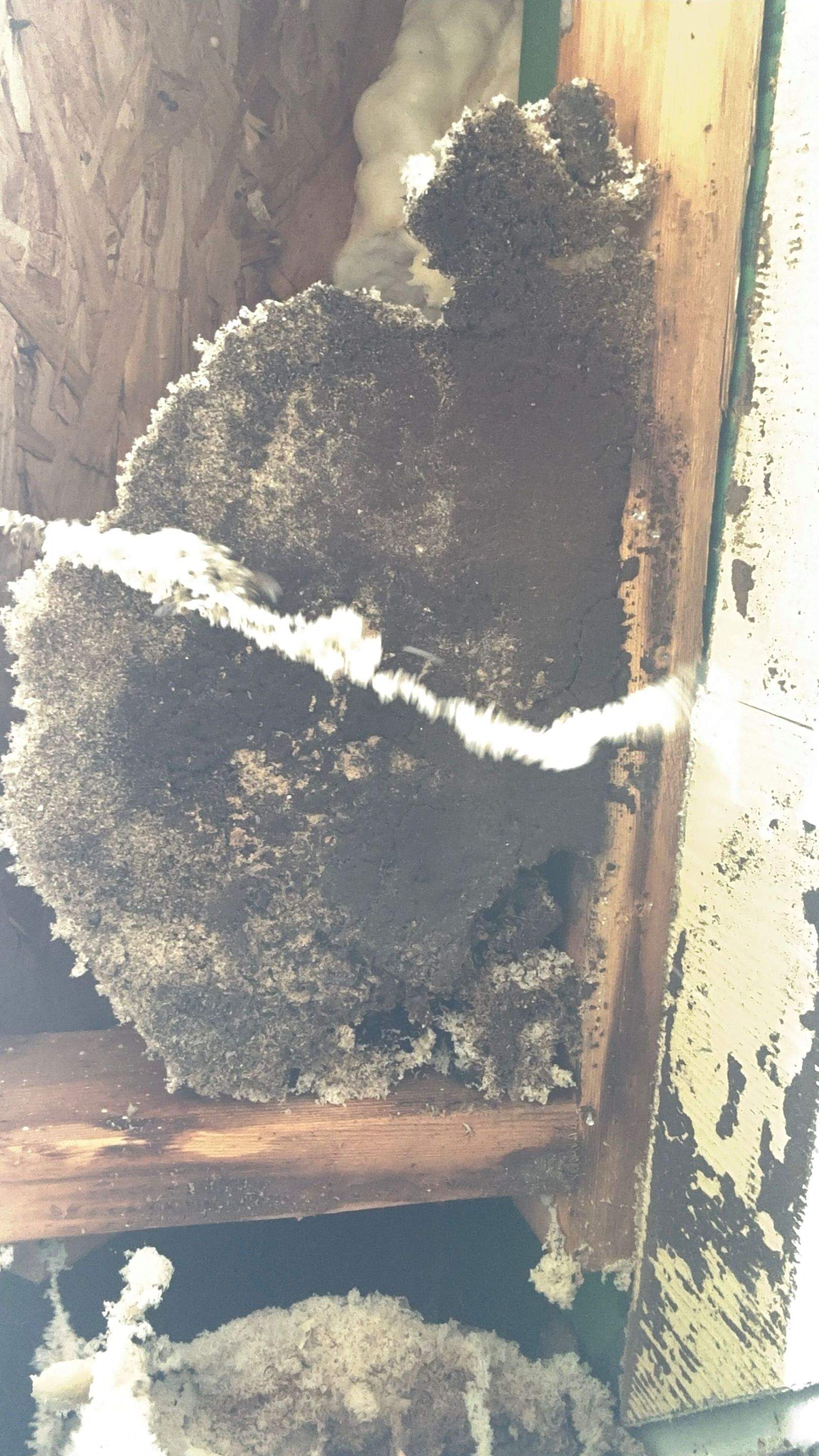 Hide-and-Seek by Rockwall Honey Bee Company