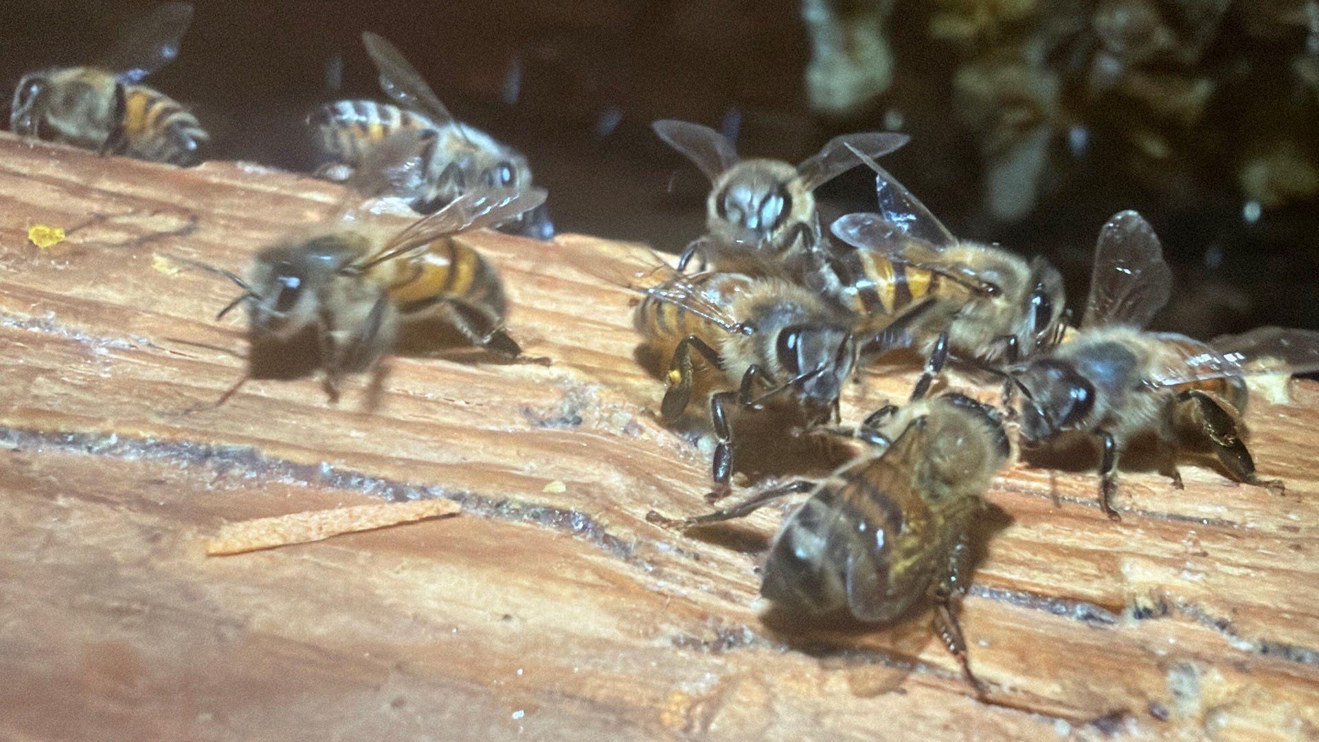 Kitchen ceiling bees by Rockwall Honey Bee Company