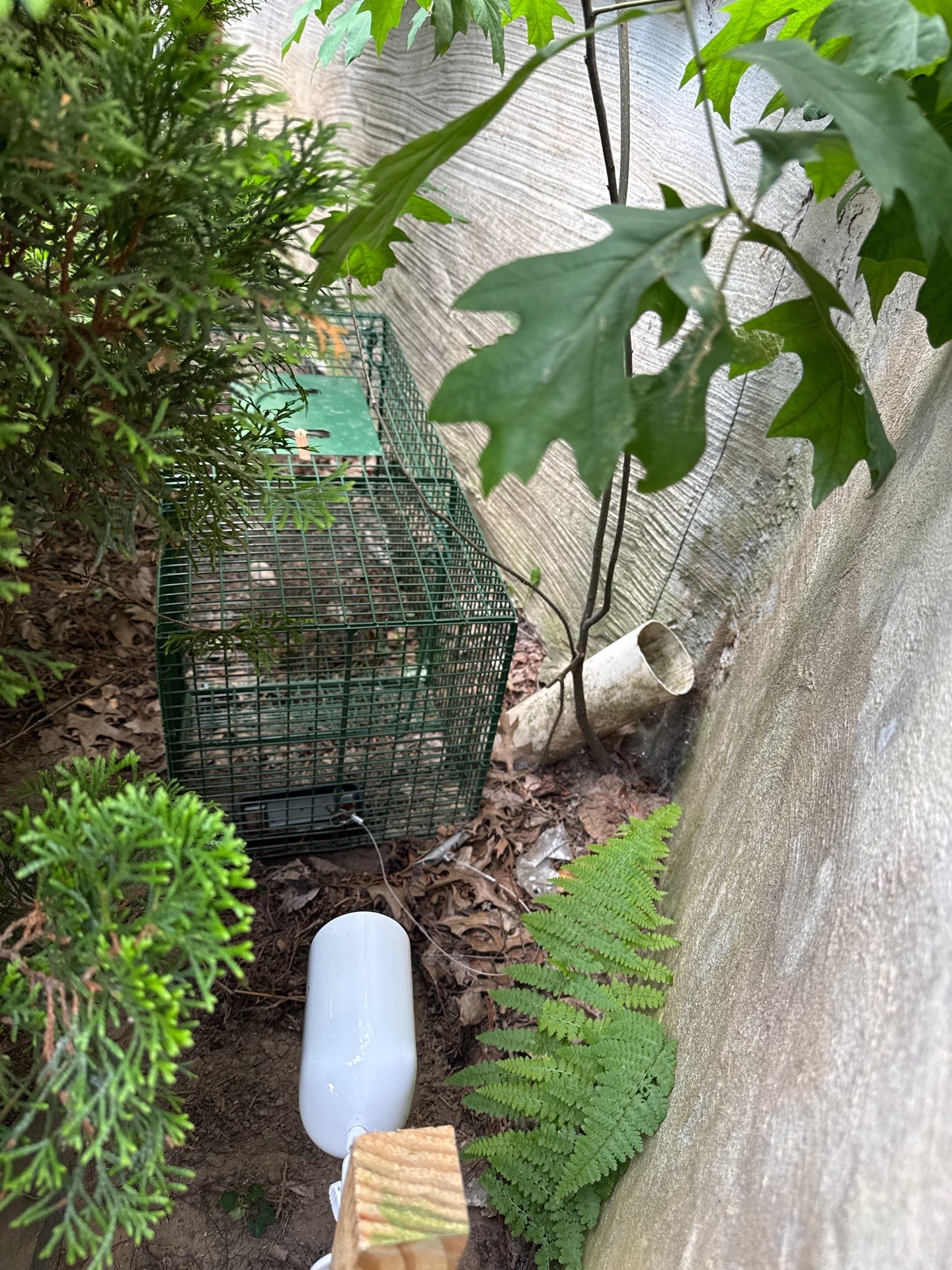 Wildlife trapping of opussum by NYC Extermination LLC