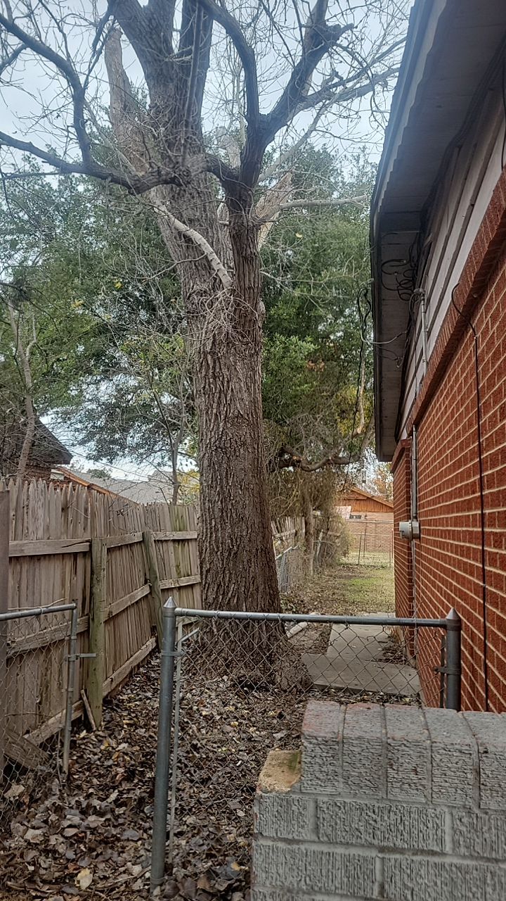 Tree Removal using Chainsaws by Clays Services Inc