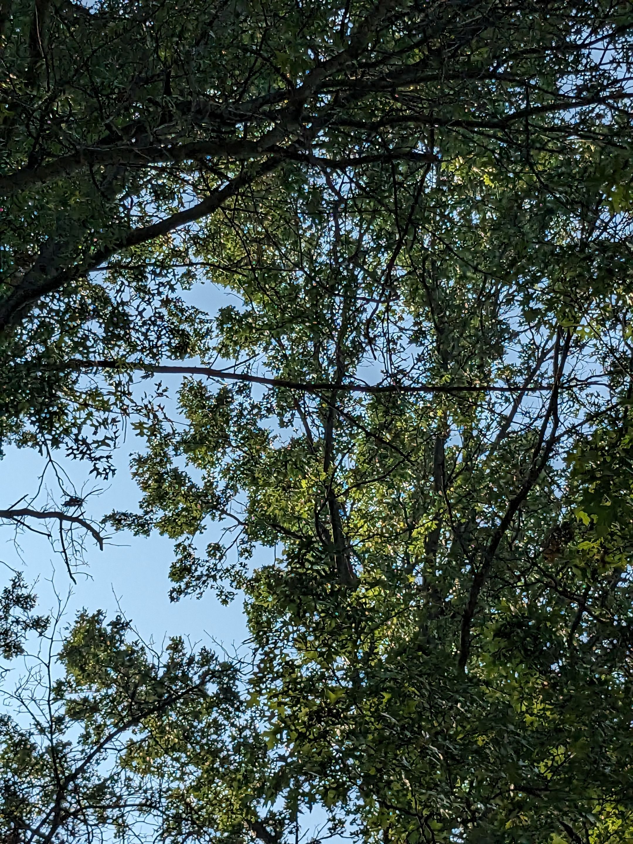 Tree Trimming using Tree Pruing by Mike Jones & Sons Tree Service LLC 