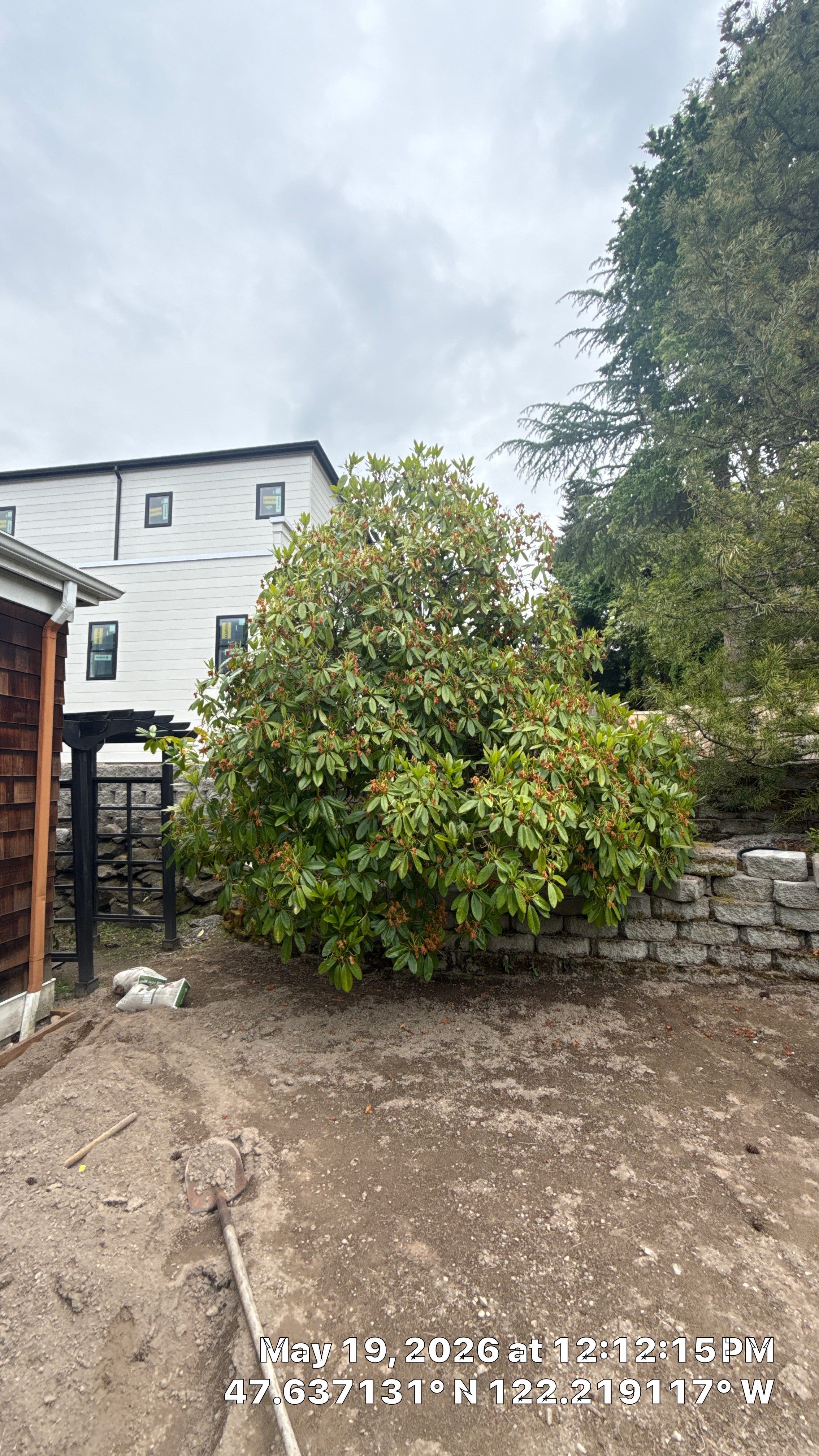 Construction Impact Assessment and Tree Evaluation in Clyde Hill by Sound Tree Care LLC