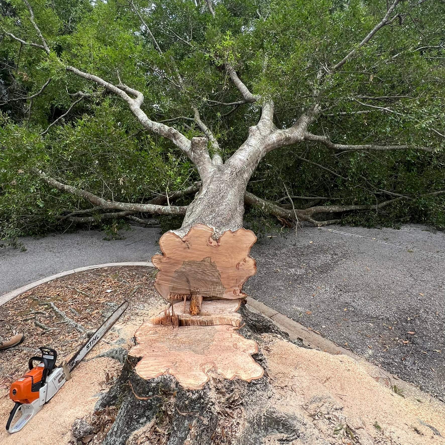 Tree Work | Center Point Business Complex by ProGreen Services