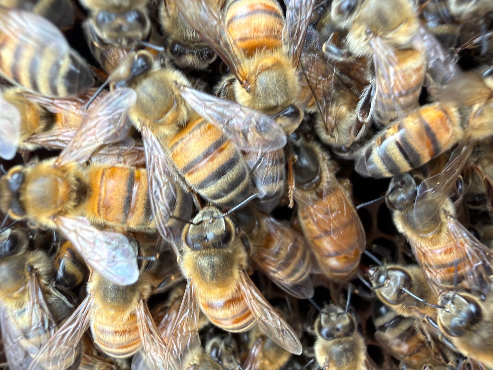 Commercial Rooftop Colony by Rockwall Honey Bee Company