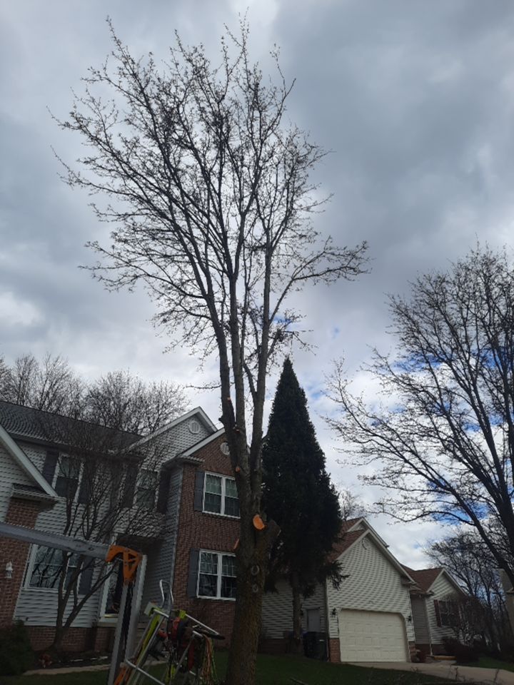 Tree Removal using Tree Removal by Mike Jones & Sons Tree Service LLC 