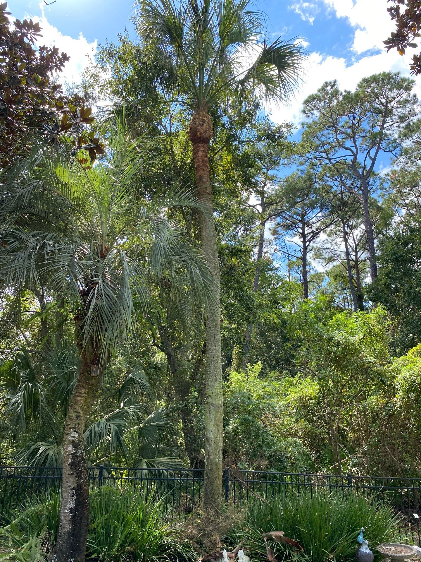 Deerwood Resident | Palm Tree Trimming by ProGreen Services