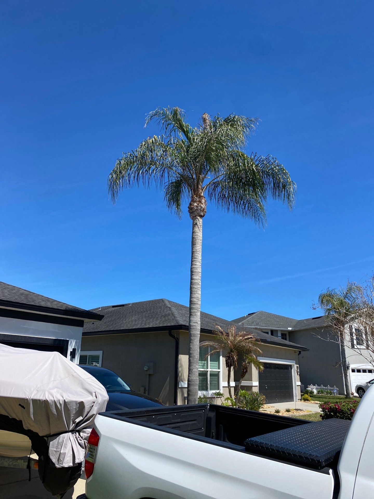 Residential | Tree Service by ProGreen Services