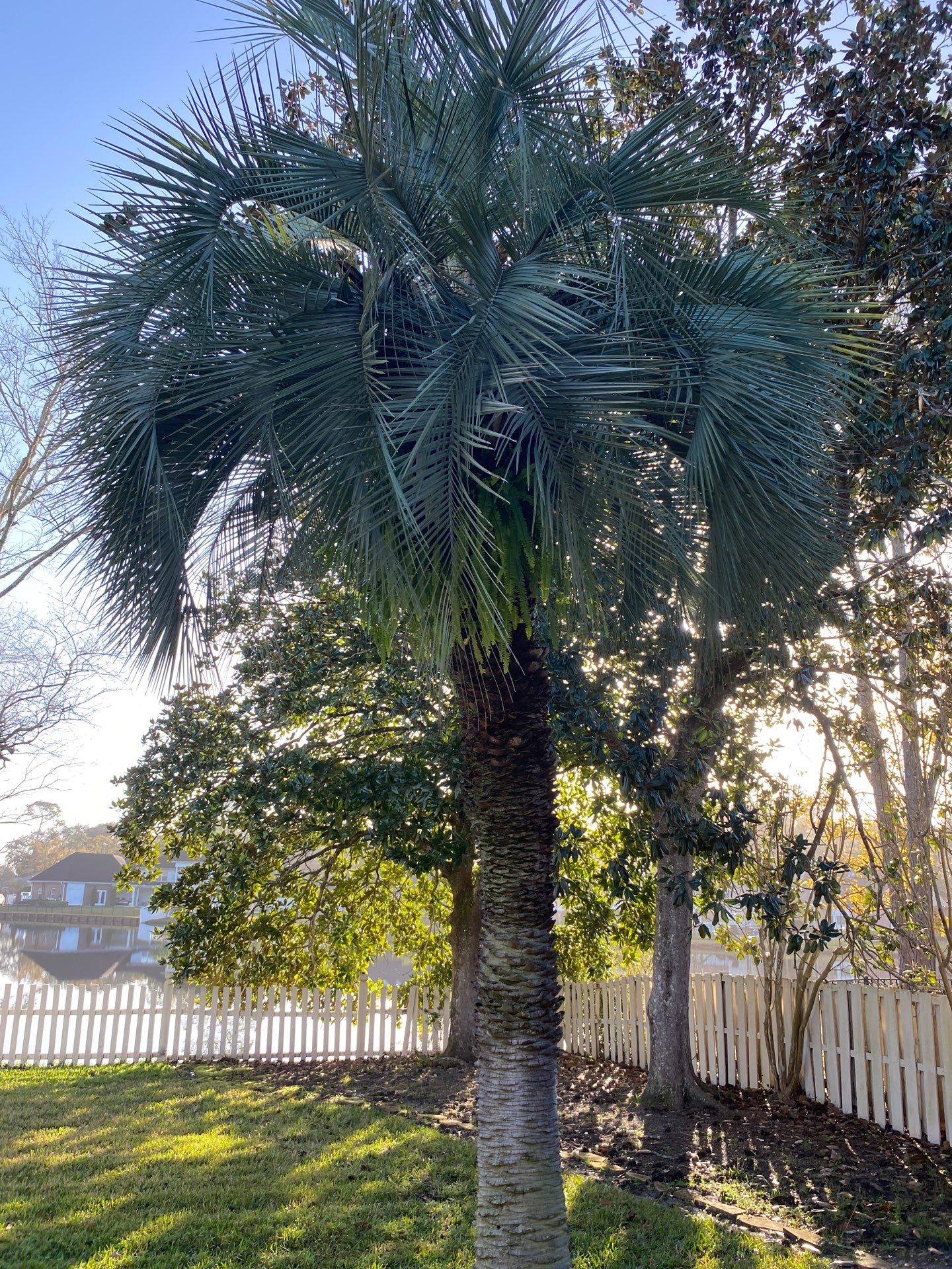 Deerwood Resident | Tree Removal & Palm Trimming by ProGreen Services