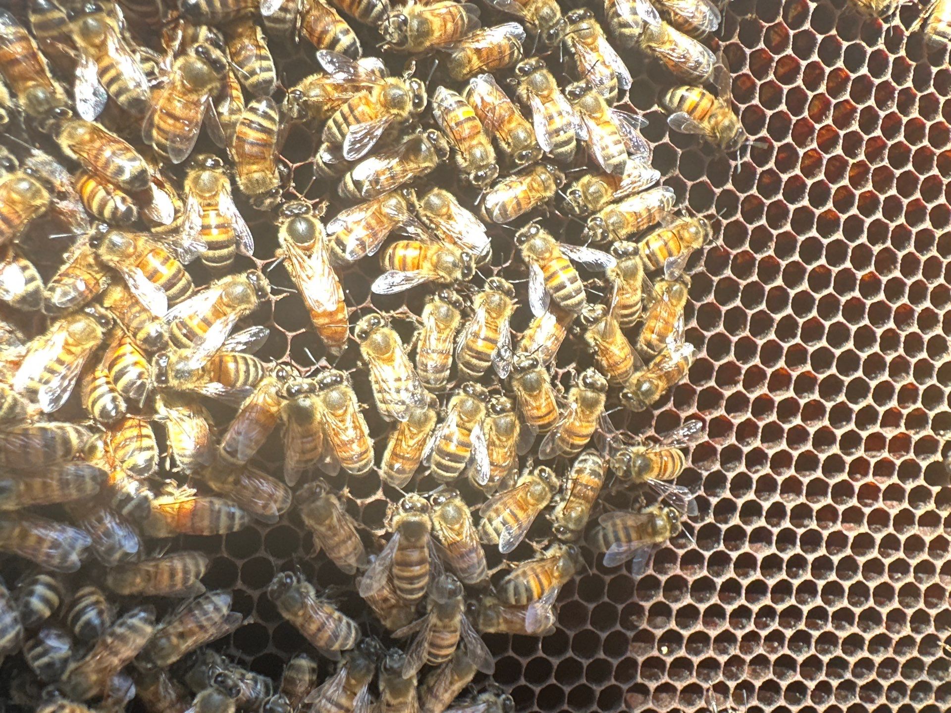 Lakewood Apiary by White Rock Lake- another Ag. Exempt Property by Rockwall Honey Bee Company