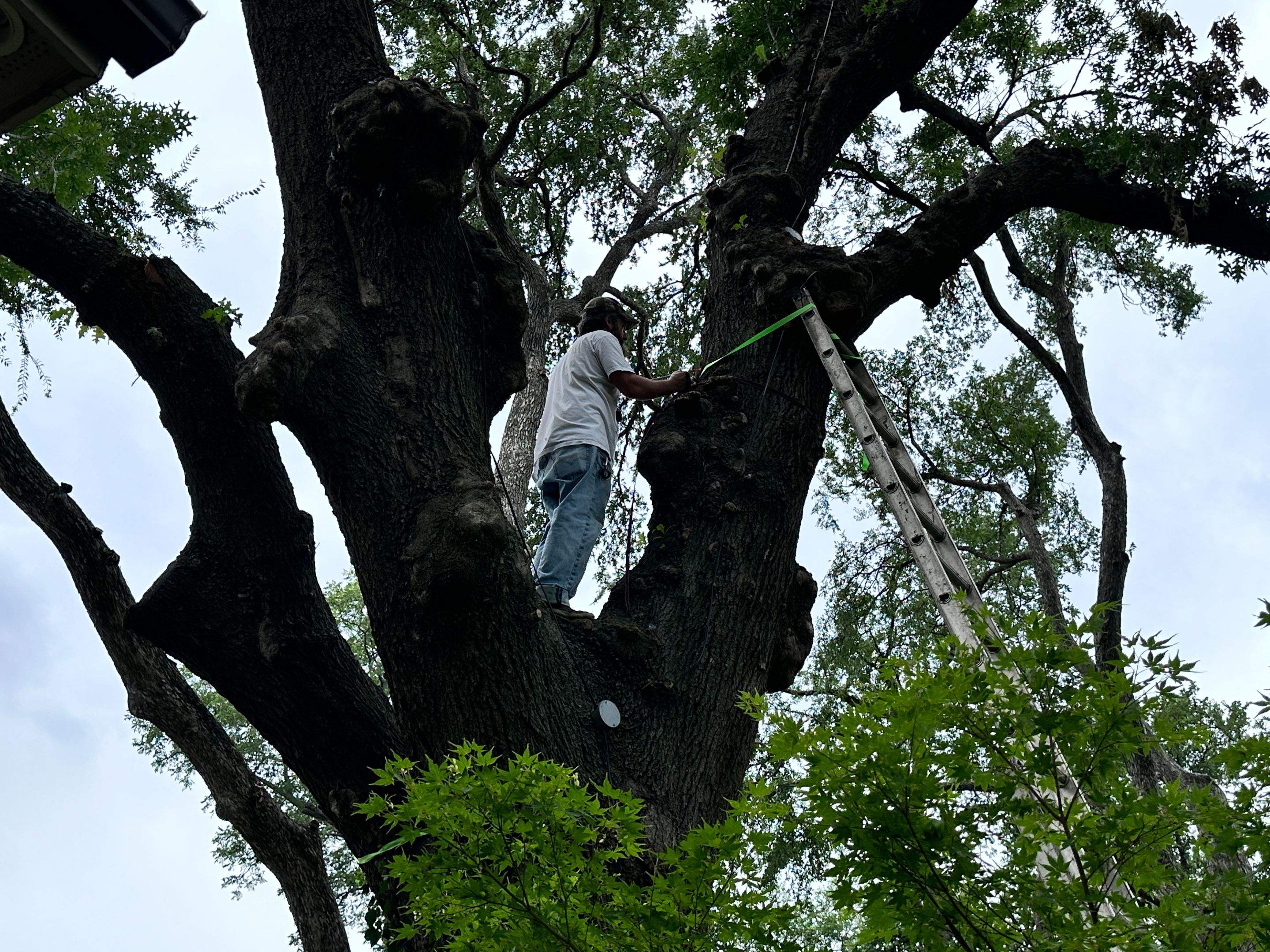 Smile! by Rockwall Honey Bee Company