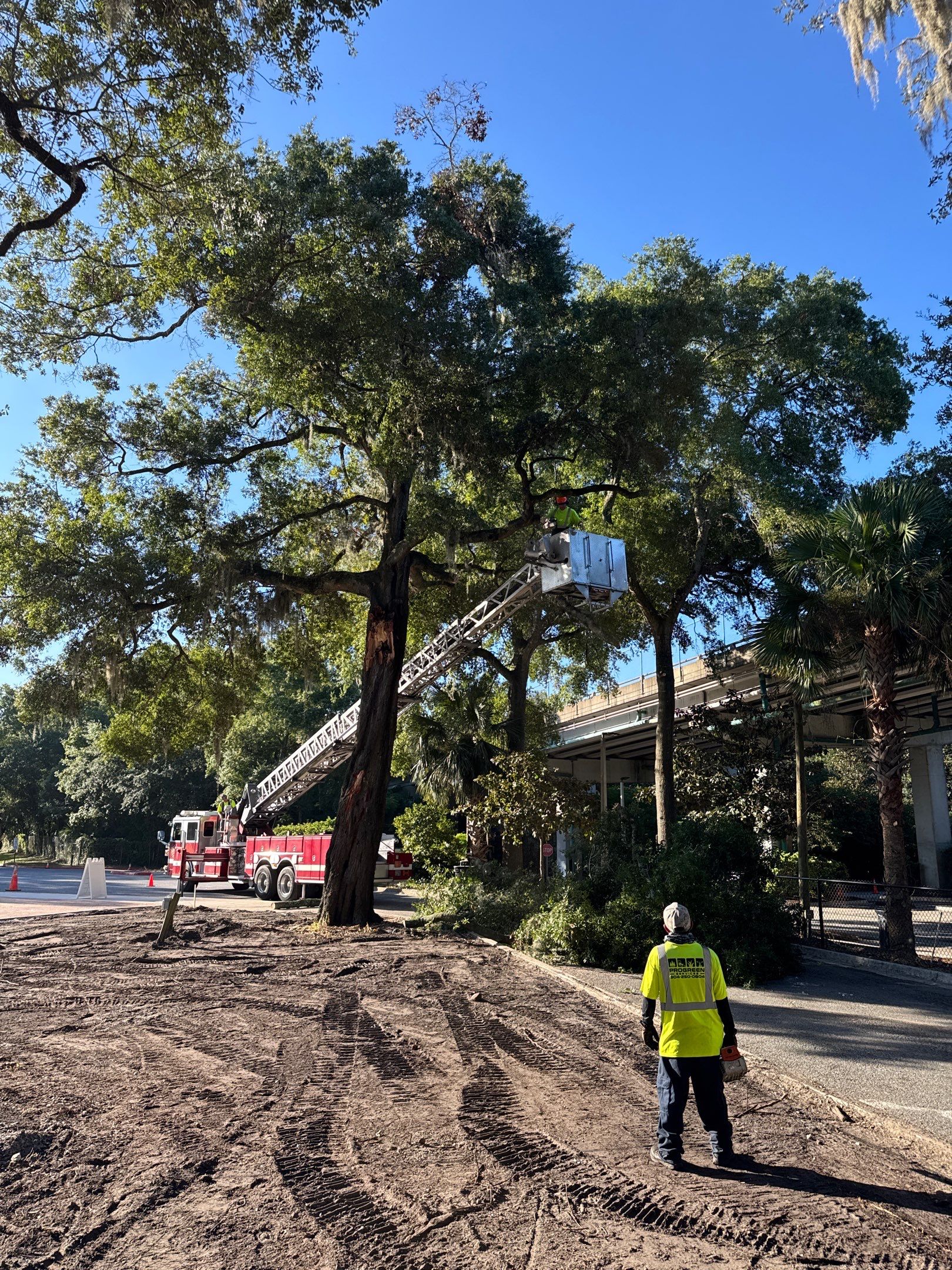 Welcome Center Tree Removal | Episcopal School of Jacksonville by ProGreen Services