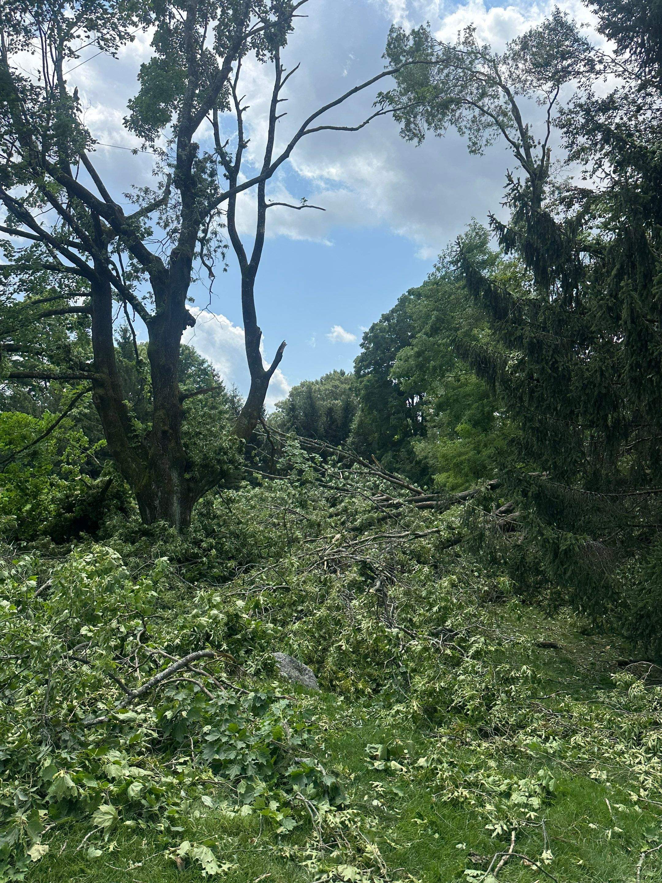 Emergency Tornado Damage Cleanup and Hazardous Tree Removal in Harrison by Fox Hill Luxury Real Estate Services