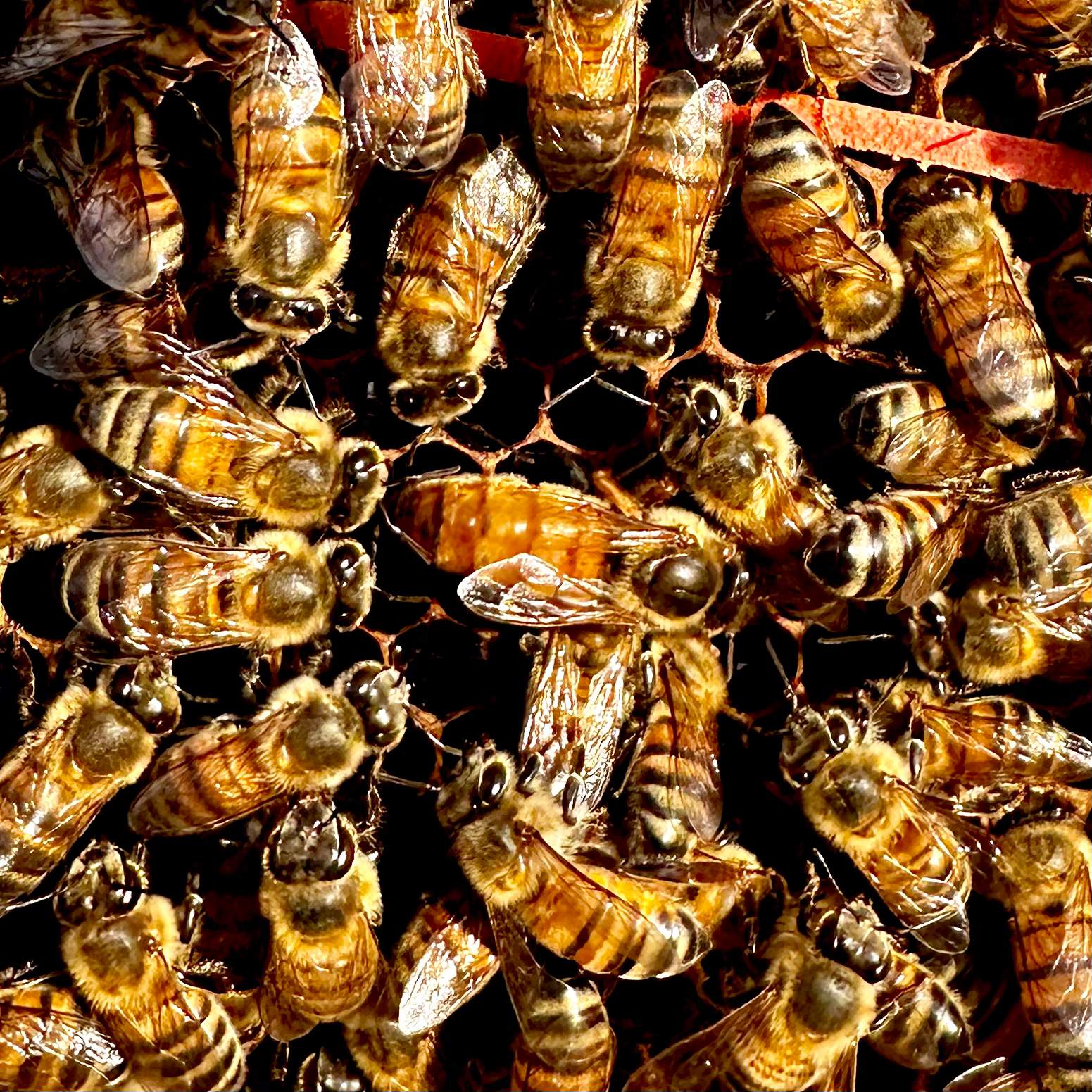 Rockwall Honey Bee Company HQ by Rockwall Honey Bee Company