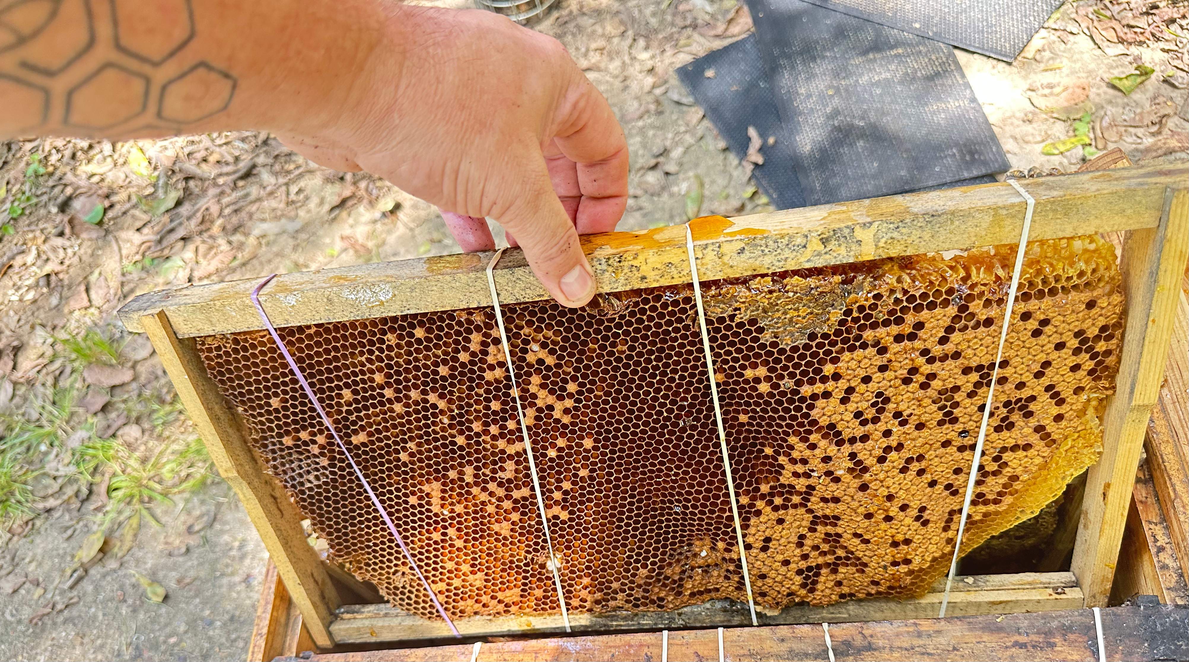 Long-term Residents by Rockwall Honey Bee Company