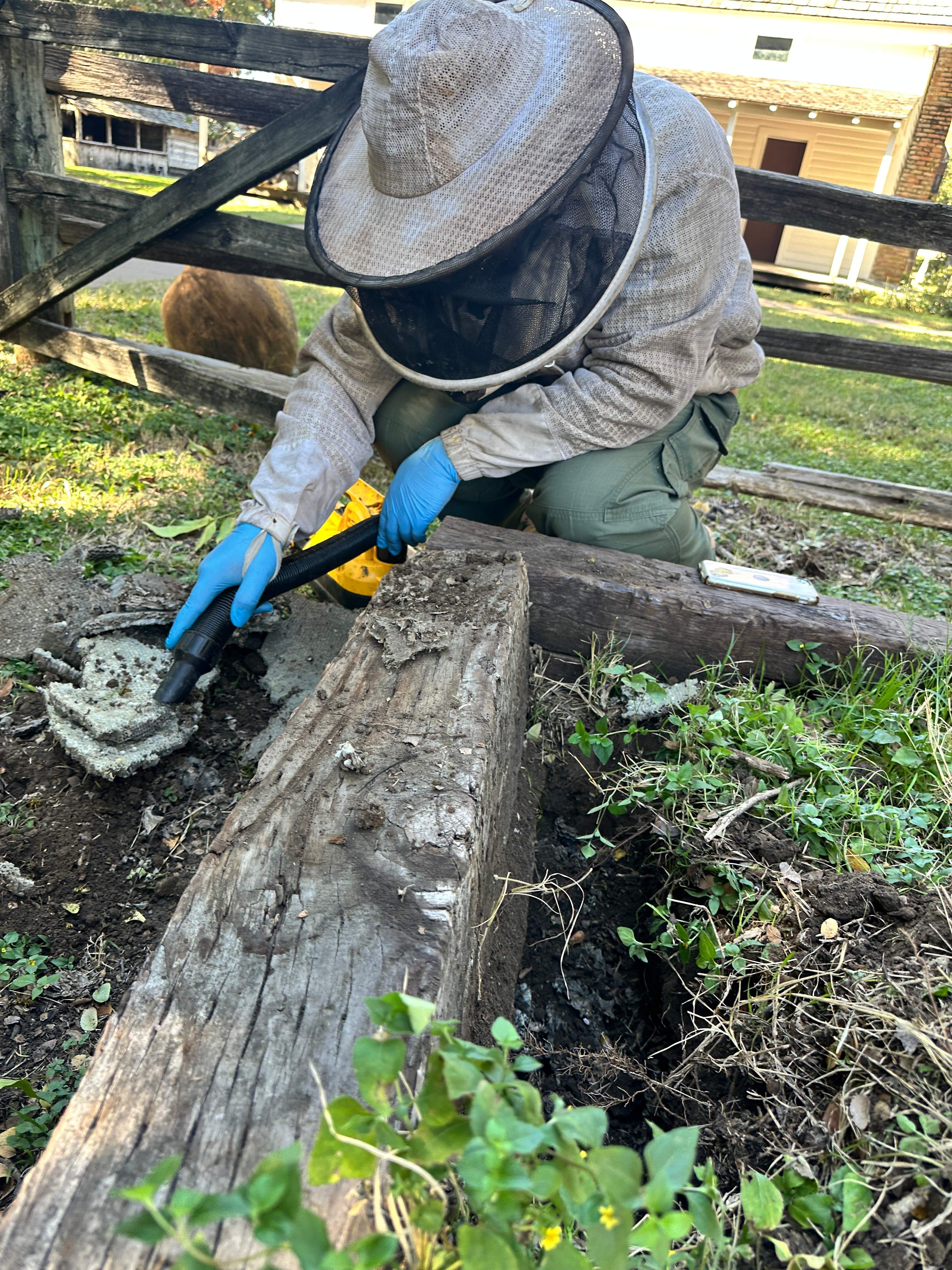 Yellowjackets at City Park by Rockwall Honey Bee Company