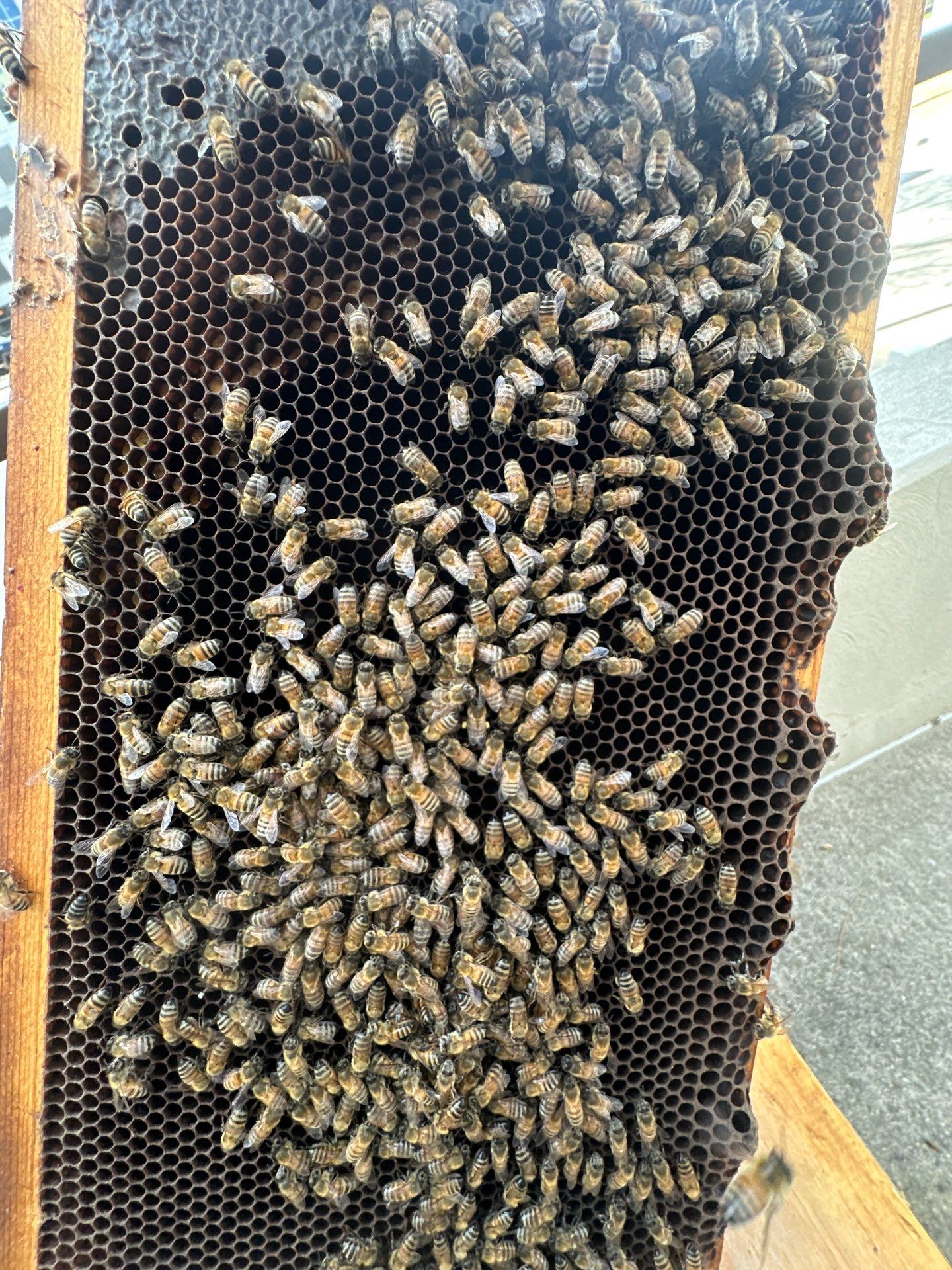 Urban bee hive in North Dallas by Rockwall Honey Bee Company