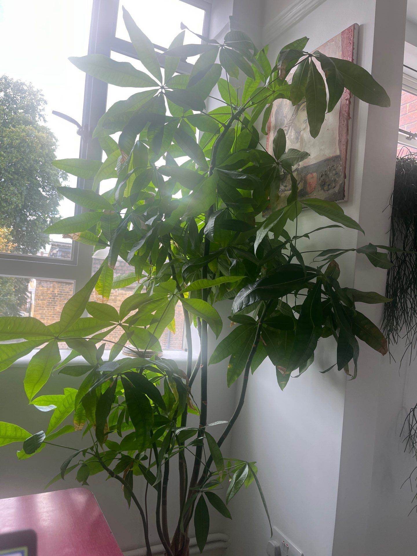London Residential Interior Refresh and Indoor Plant Installation by CompanyCam Sales Demo