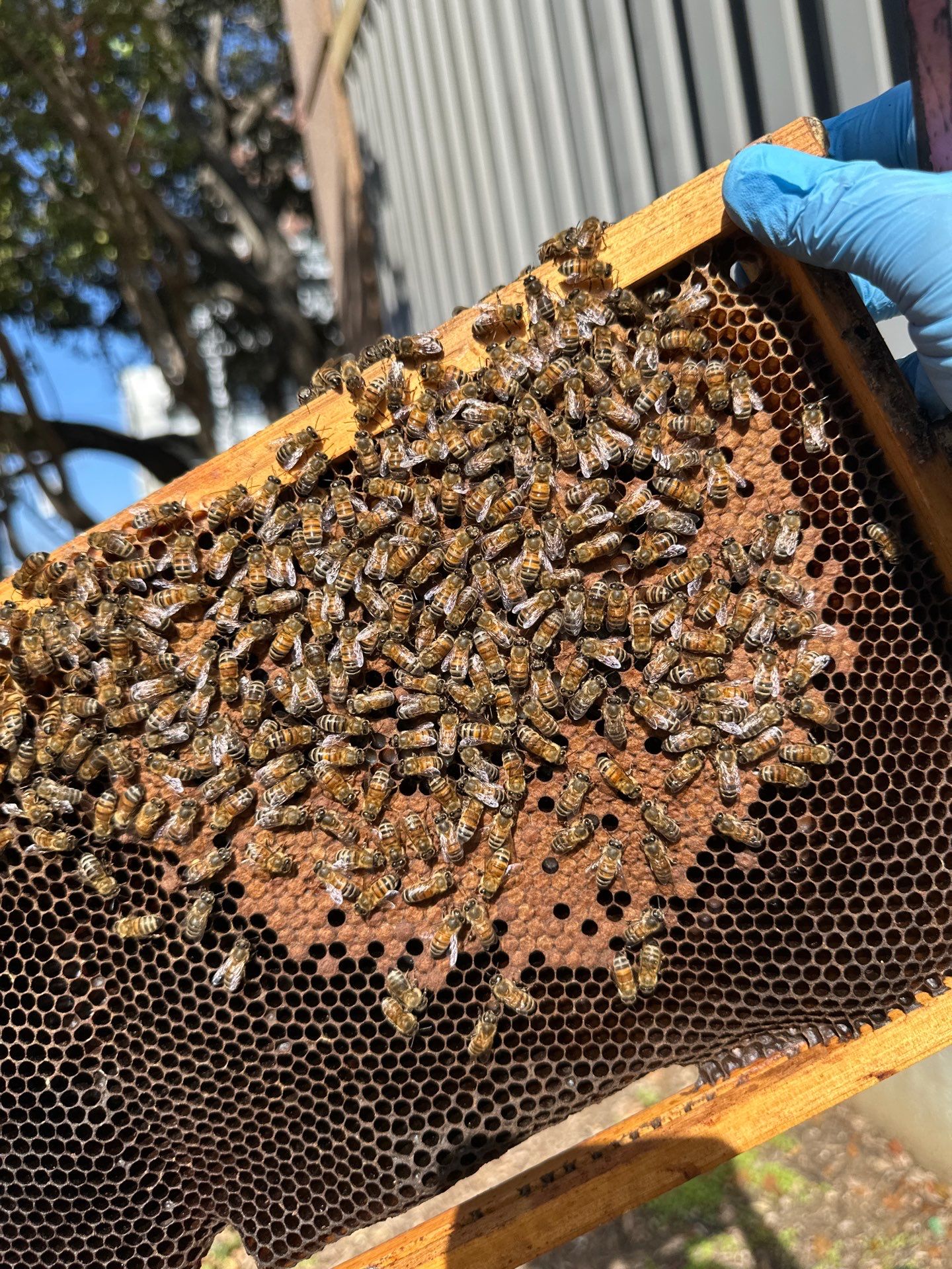 Tucked Away on McKinney Ave by Rockwall Honey Bee Company