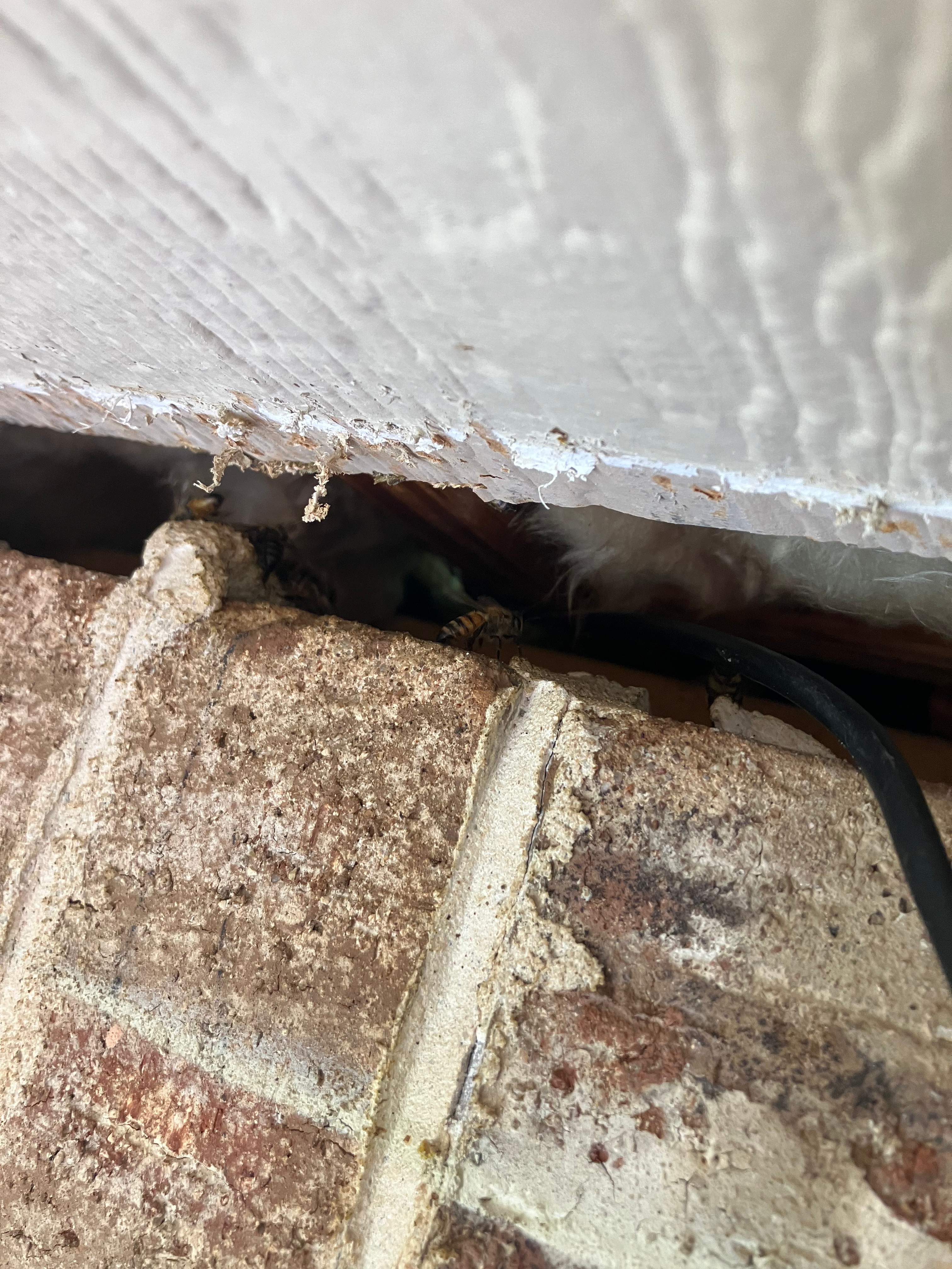 Brick Bees by Rockwall Honey Bee Company