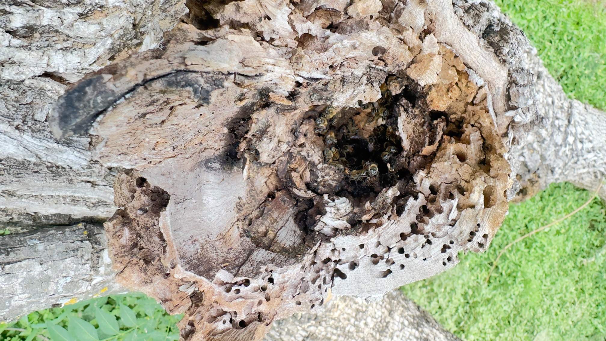 Two Trees One Yard by Rockwall Honey Bee Company