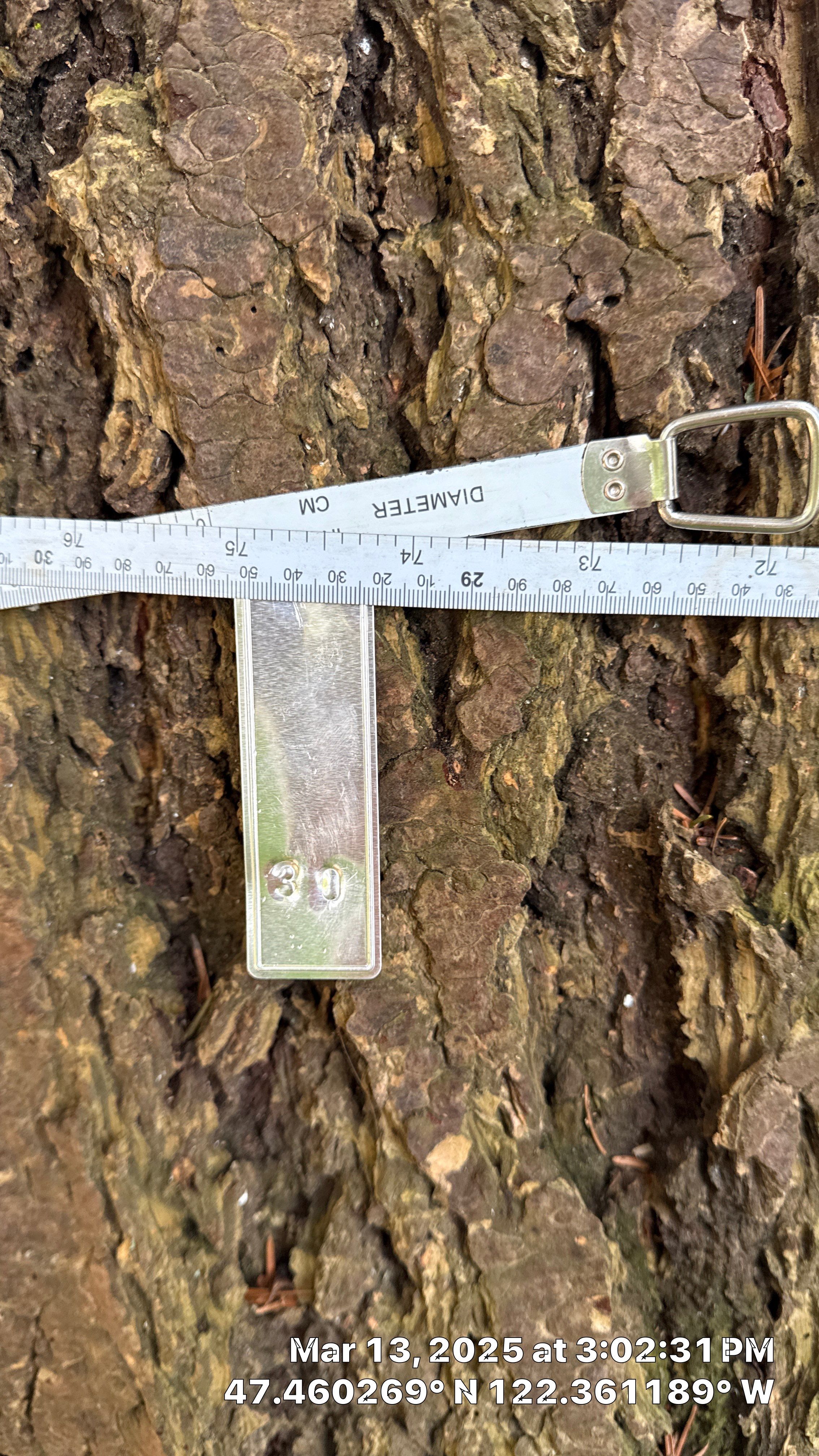 π Arborist Reporting & Tree Surveying β Code Compliance Project by Sound Tree Care LLC