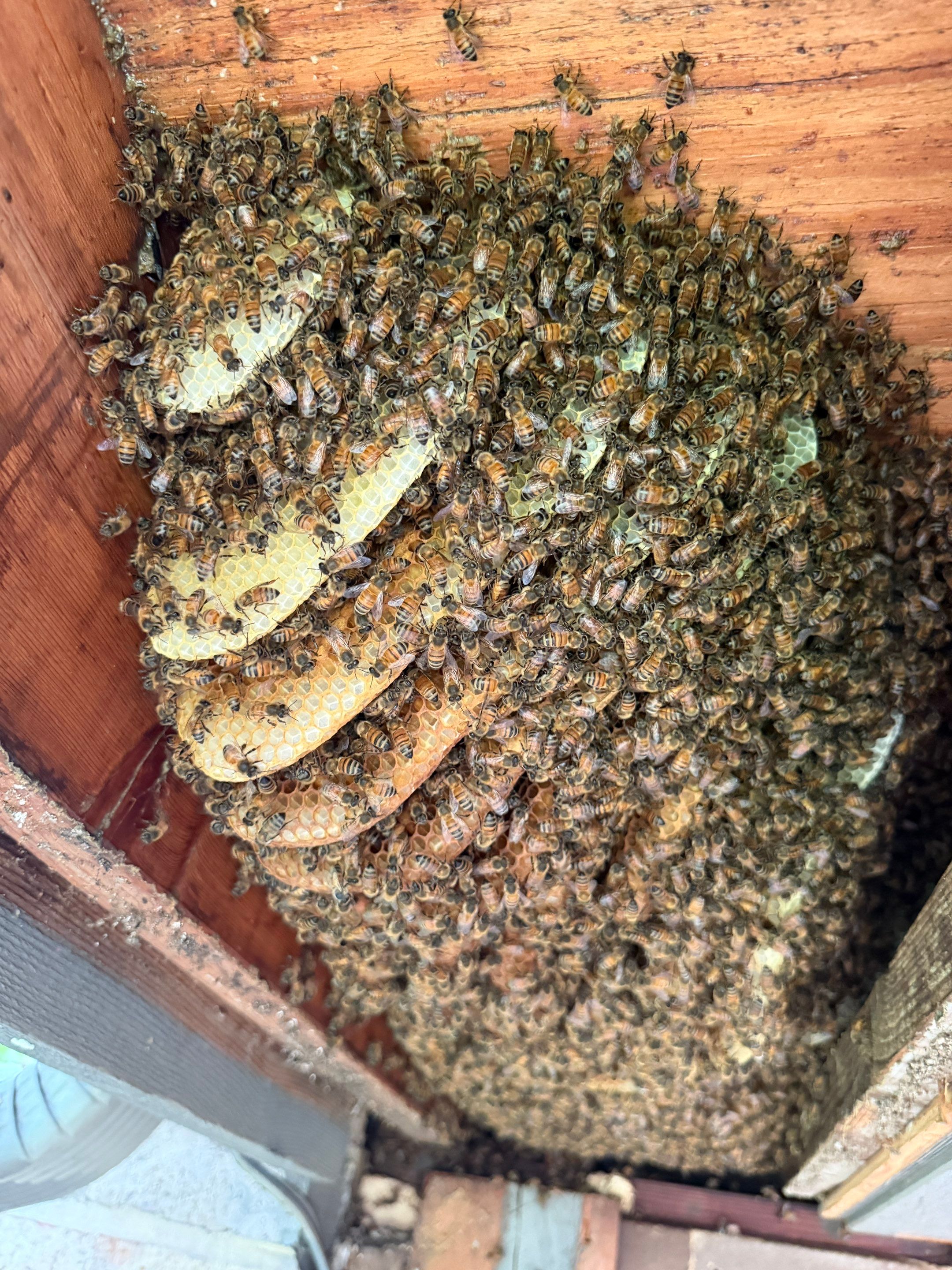 Love this house! by Rockwall Honey Bee Company