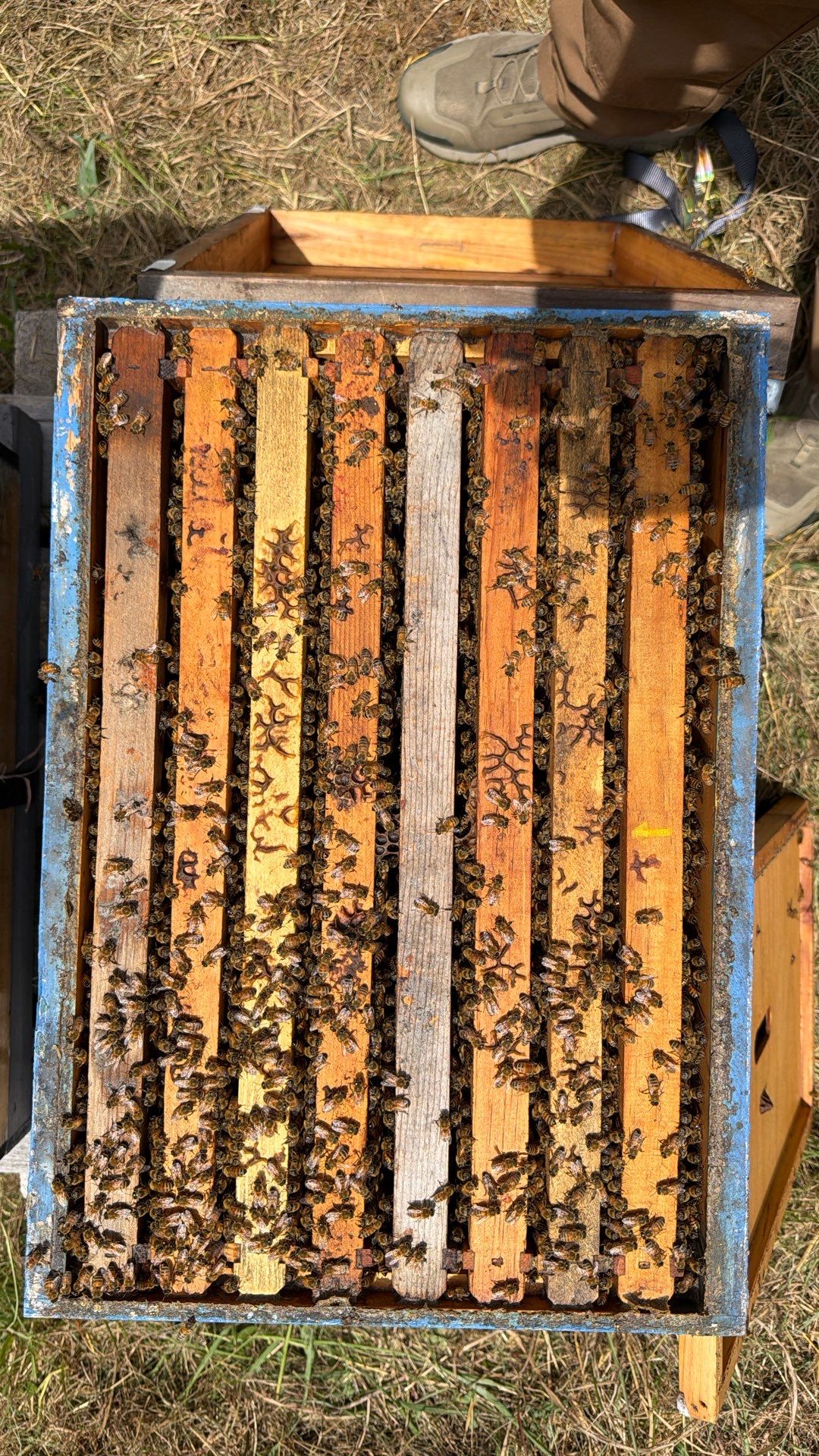 Porter & Pony Apiary by Rockwall Honey Bee Company