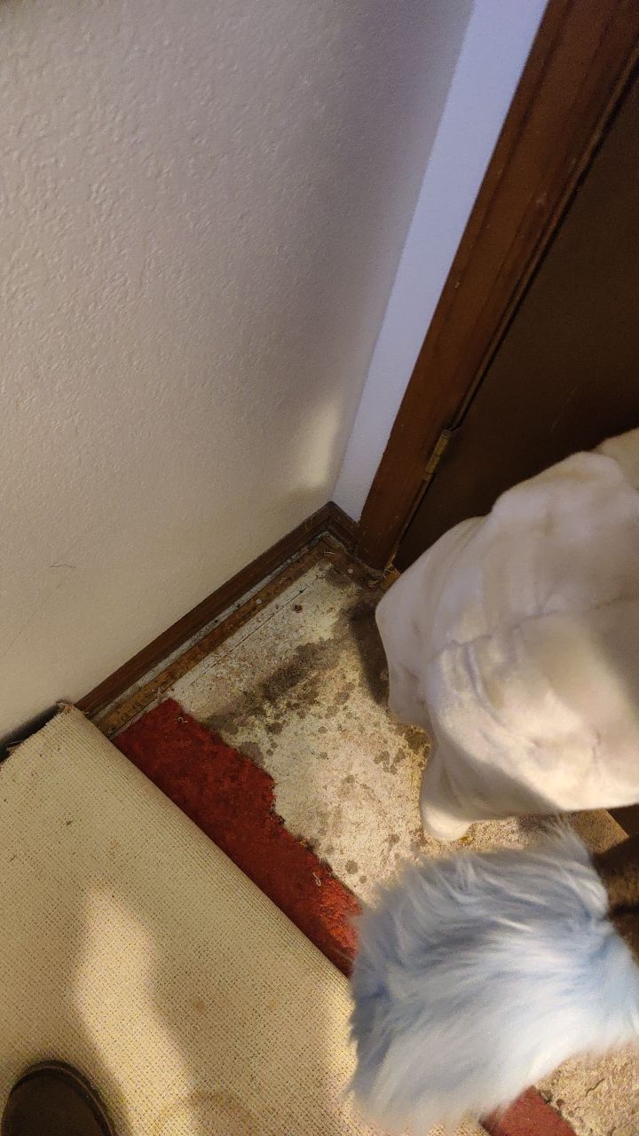 Water Damage  by Accountable Home Services