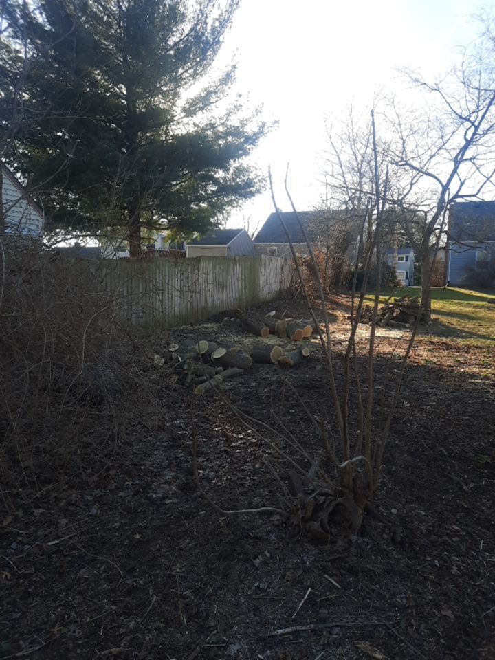 Tree Removal using Tree Removal by Mike Jones & Sons Tree Service LLC 