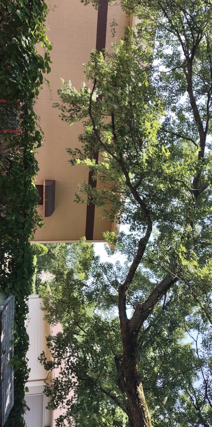 Tree Trimming using Tree Pruing by Mike Jones & Sons Tree Service LLC 