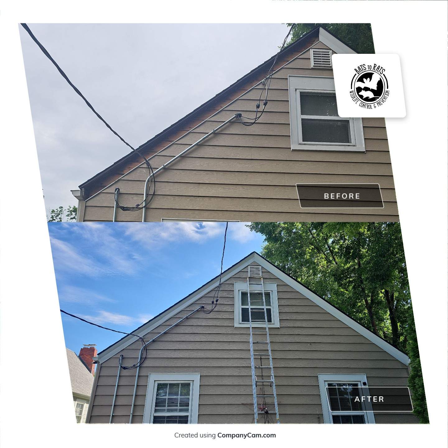 Bats to Rats LLC - Wildlife Control and Prevention featured photo.