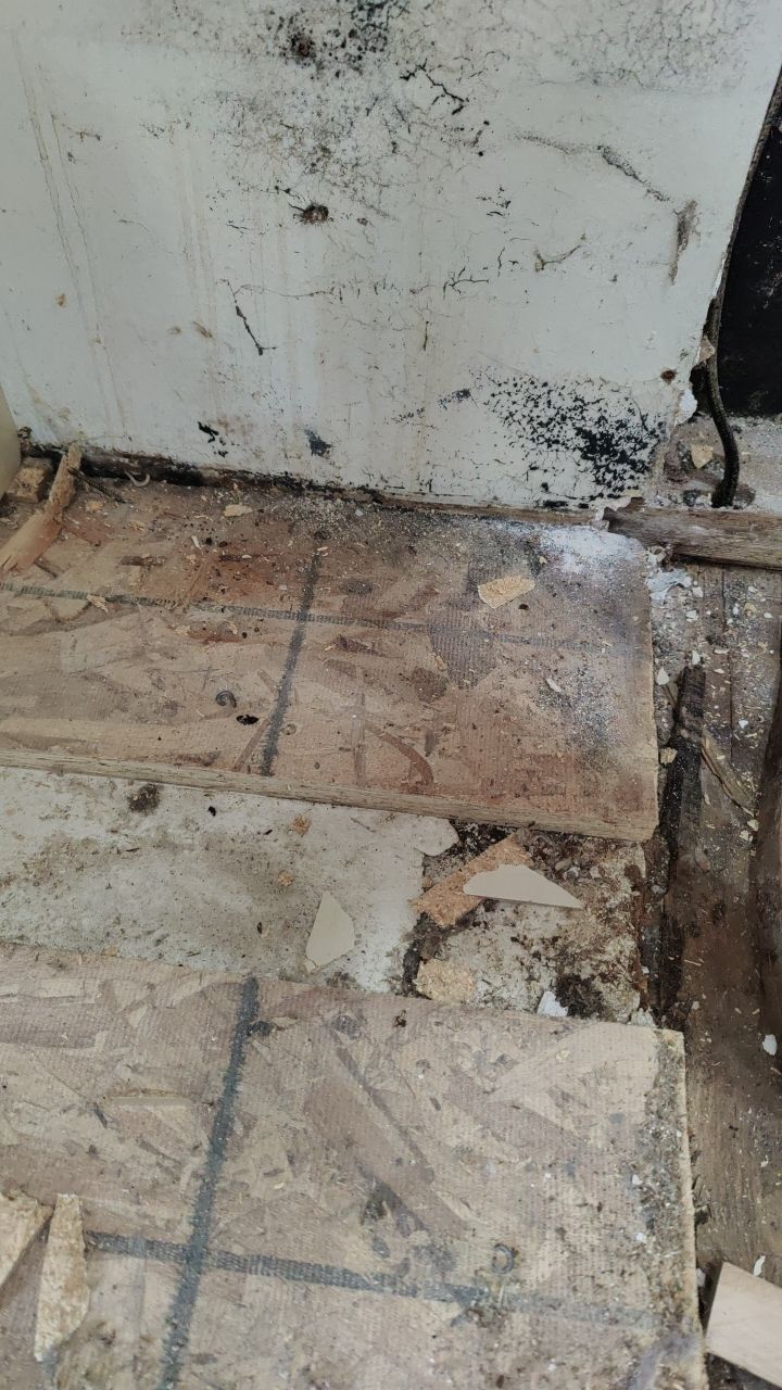 Mold Damage by Accountable Home Services
