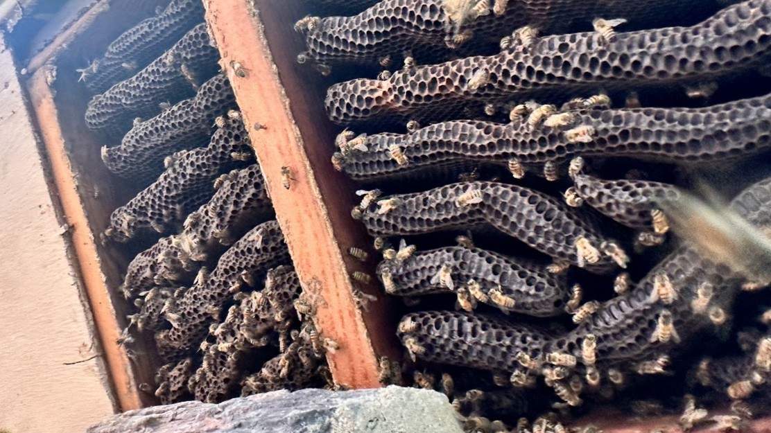 Abandoned Home by Rockwall Honey Bee Company