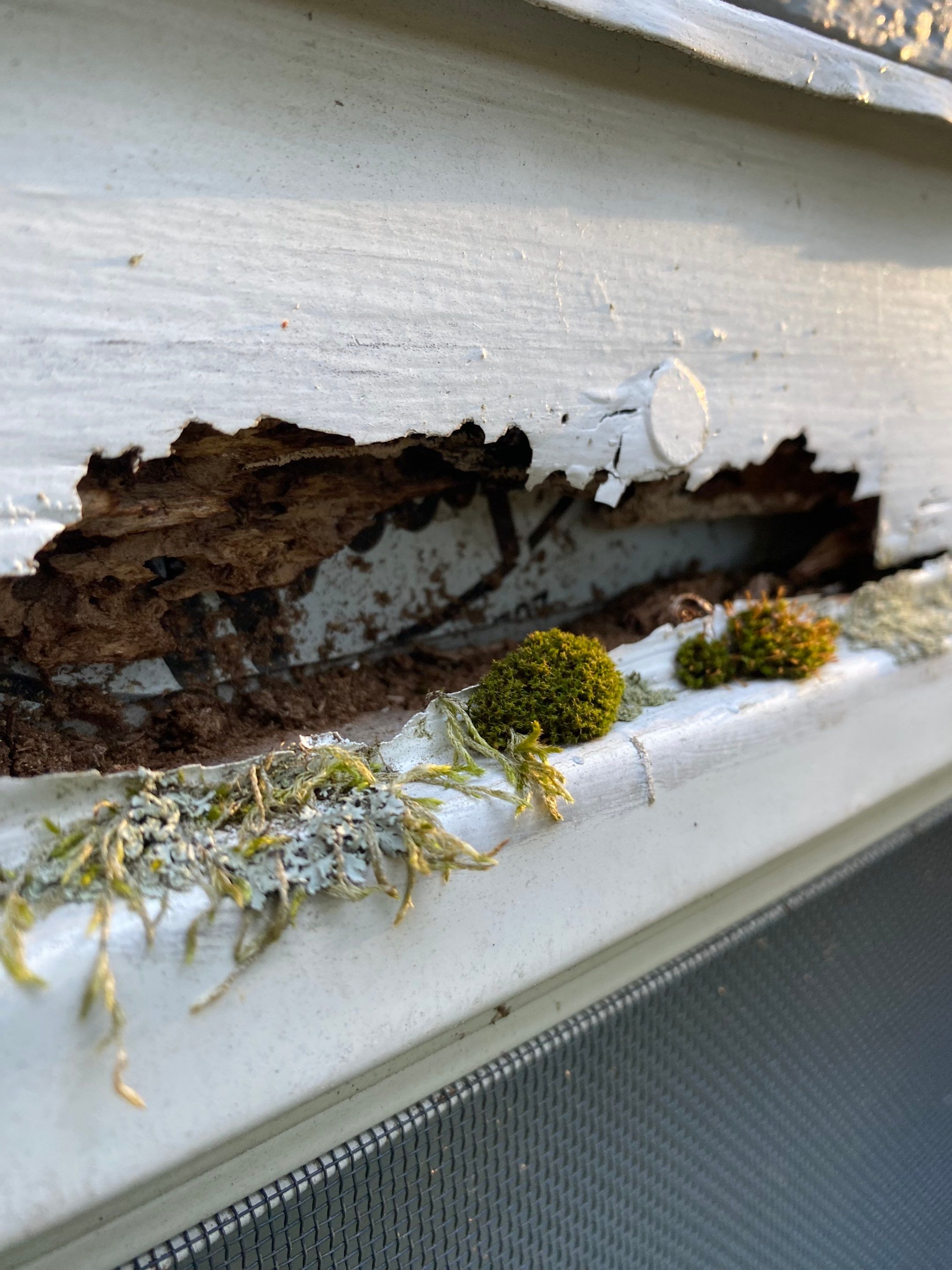 Clapboard, Trim & Gutter Replacement – Groton, MA by Mighty Dog Roofing of Greater Middlesex County