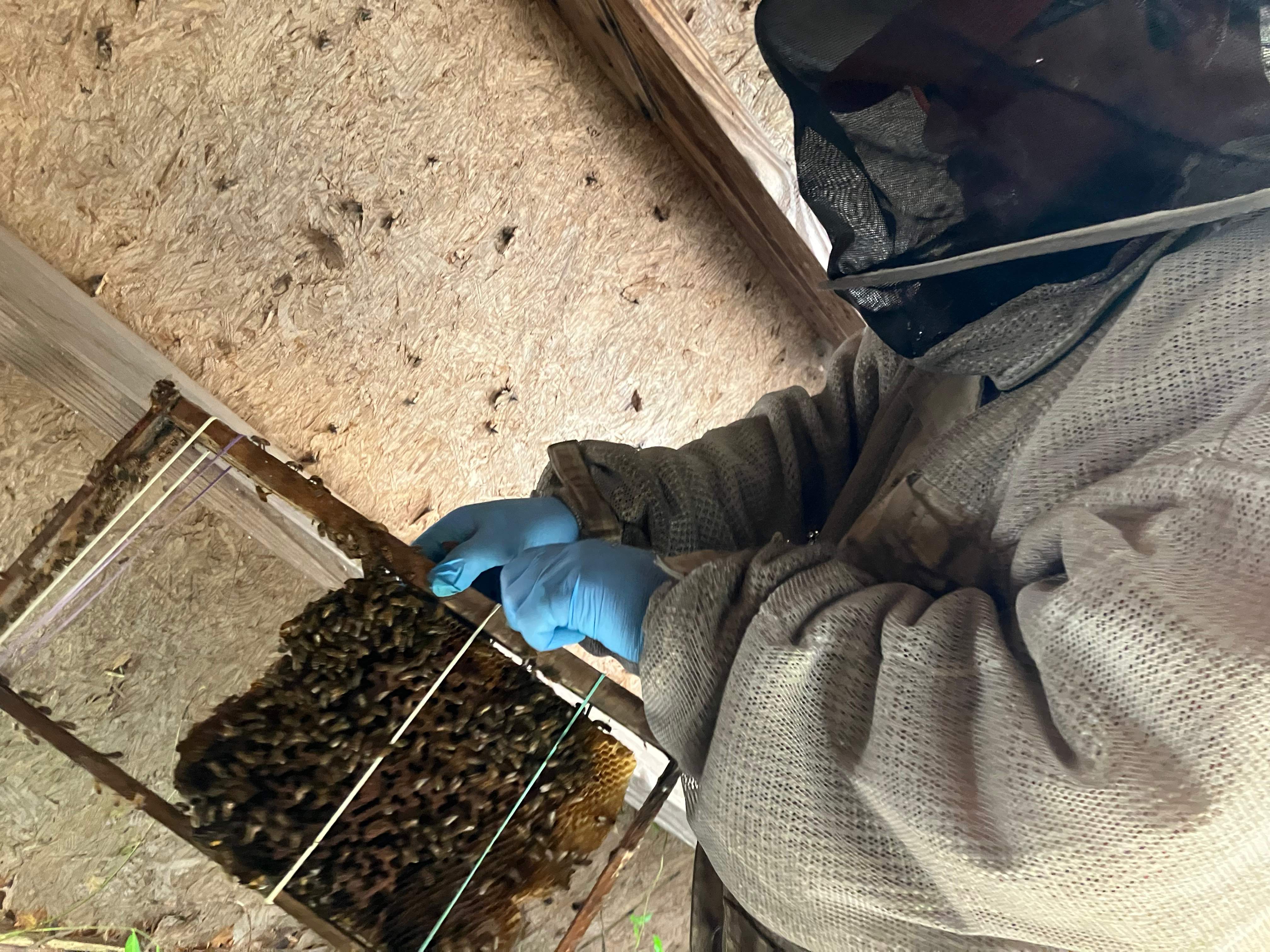 Open Air Garage Beesli by Rockwall Honey Bee Company