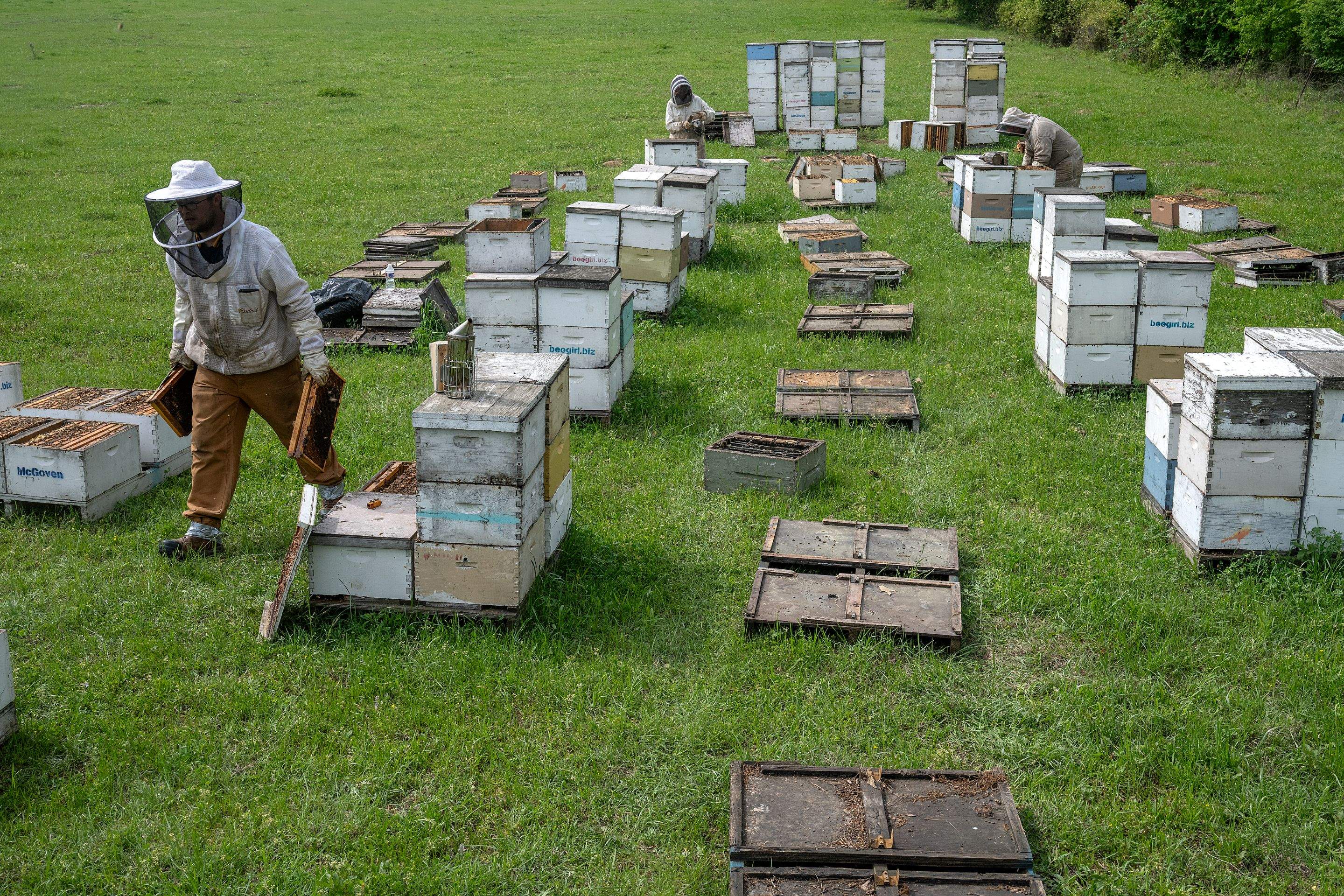 Splits in East Texas by Rockwall Honey Bee Company