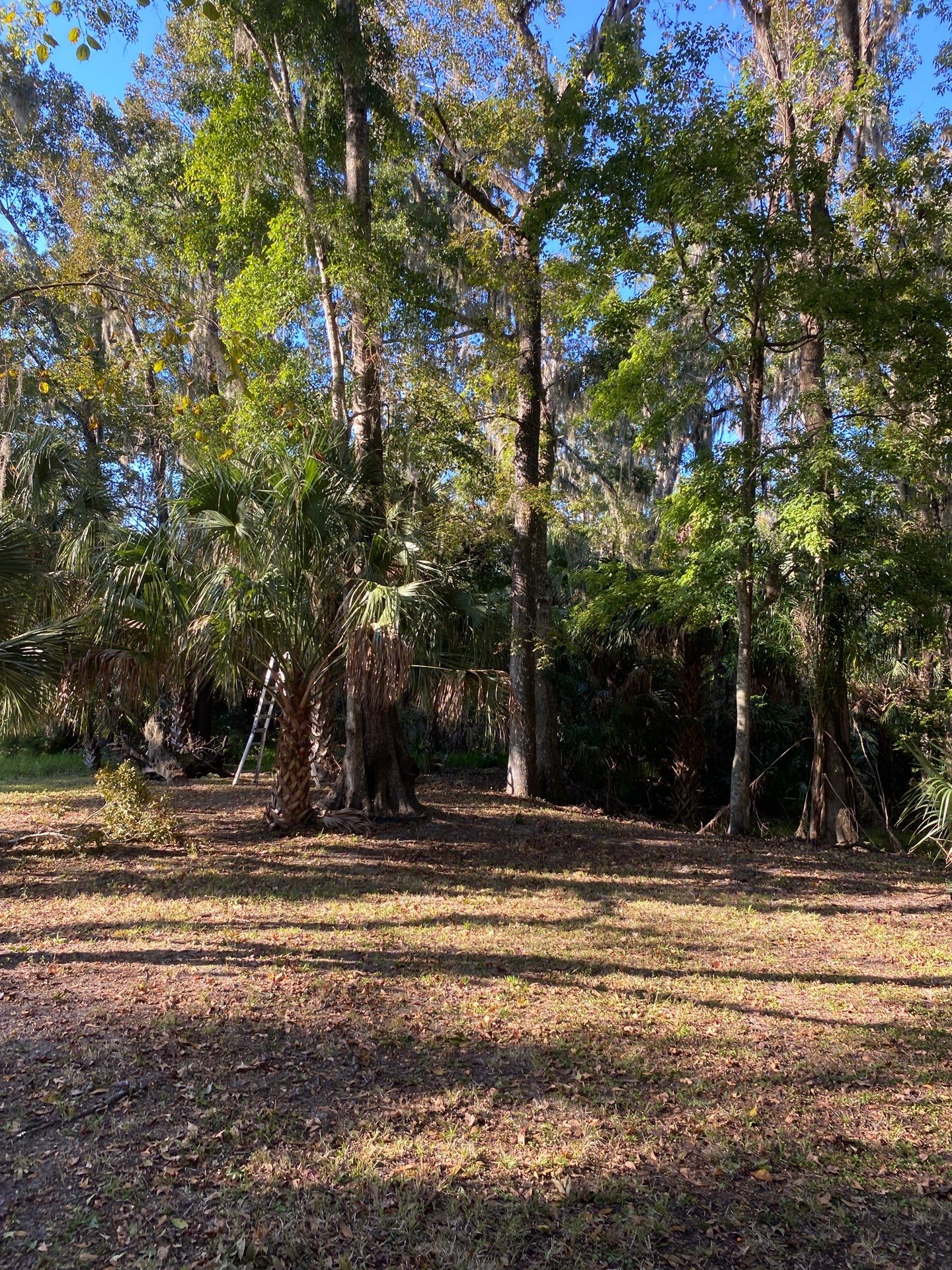 Deerwood Resident | Extreme Clean Up by ProGreen Services