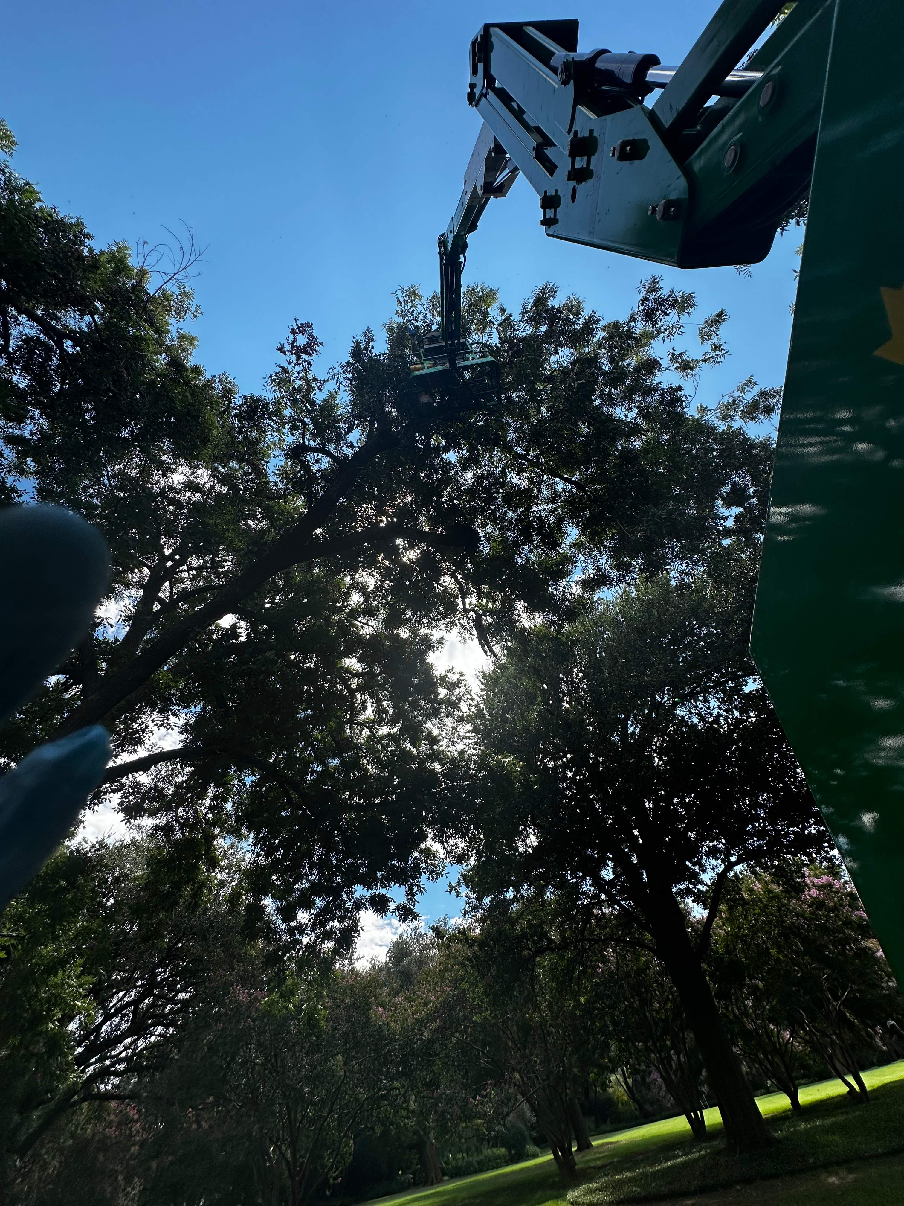 Open-Air Massive Colony by Rockwall Honey Bee Company