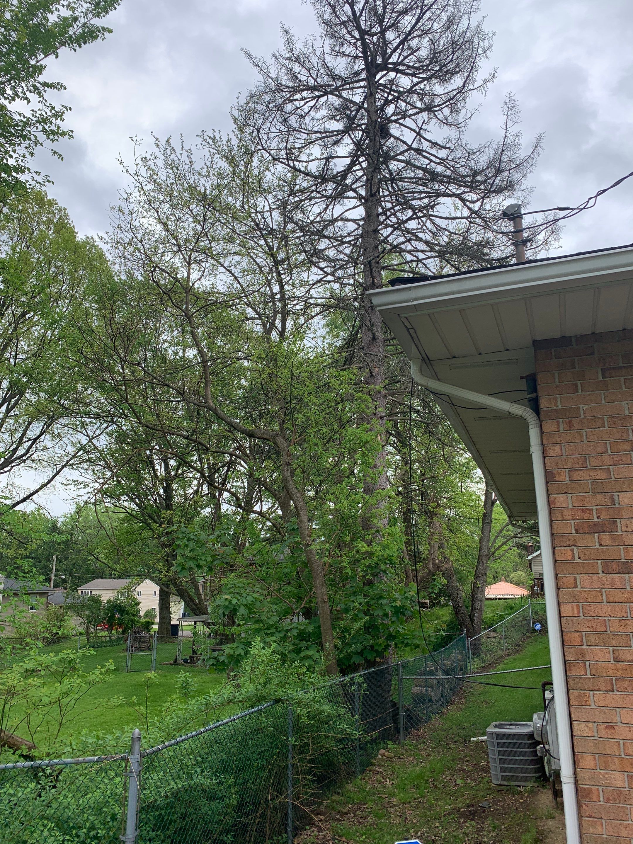 Tree Removal using Tree Removal by Mike Jones & Sons Tree Service LLC 