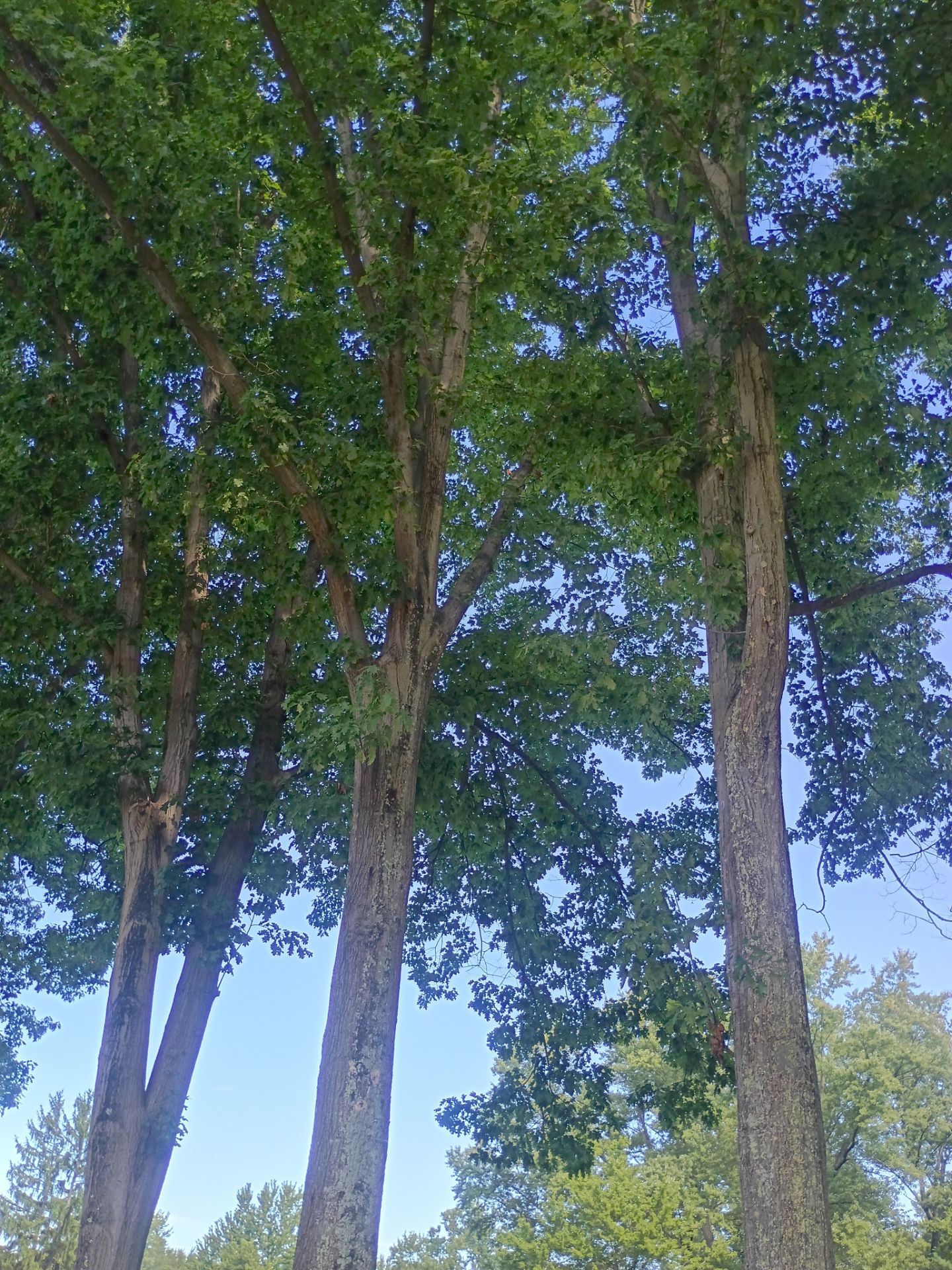 Tree Trimming & Tree Removal in Akron Ohio by Mike Jones & Sons Tree Service LLC 
