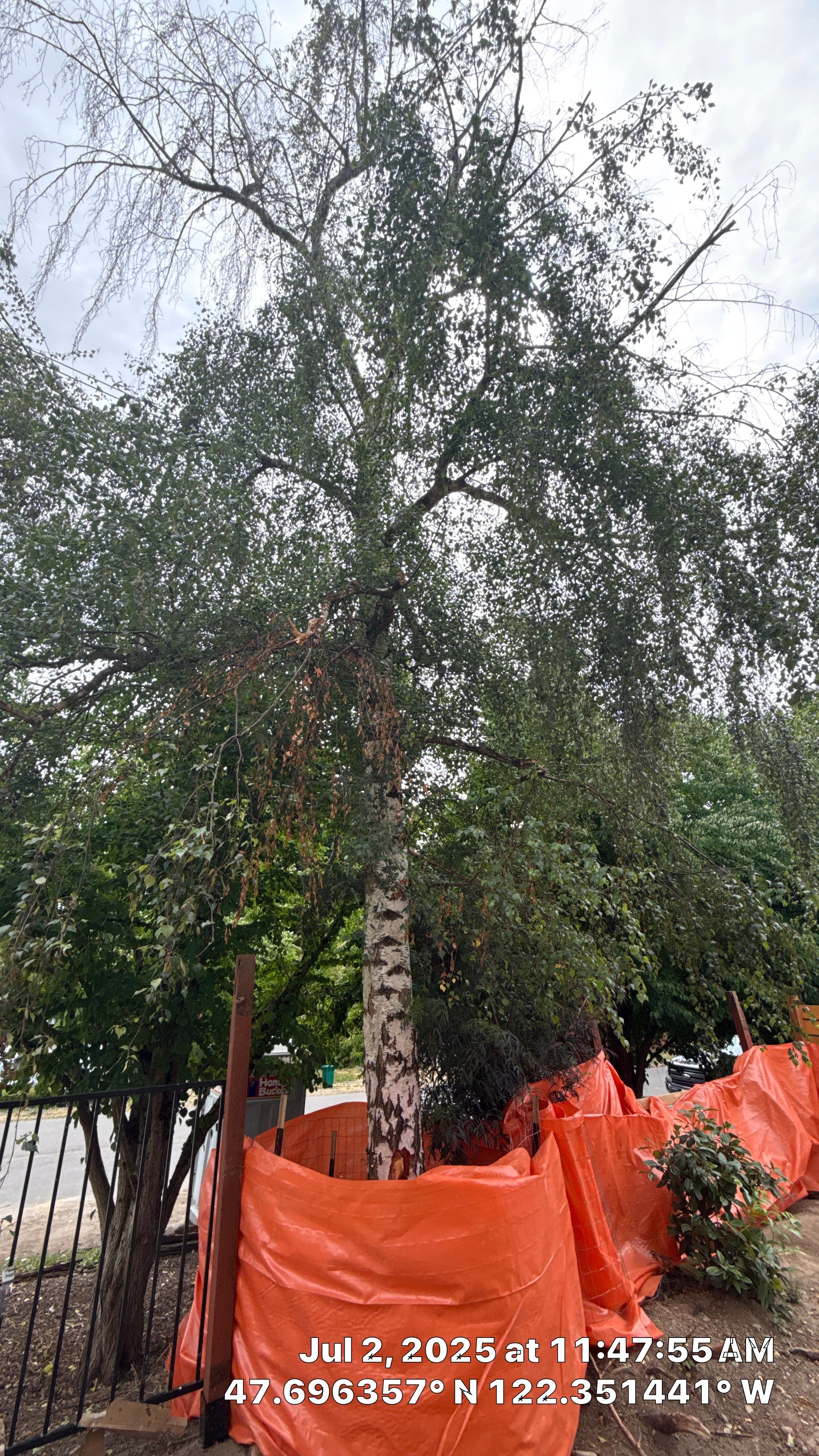 ποΈ Birch Tree Removal for Seattle Construction Project ποΈ by Sound Tree Care LLC