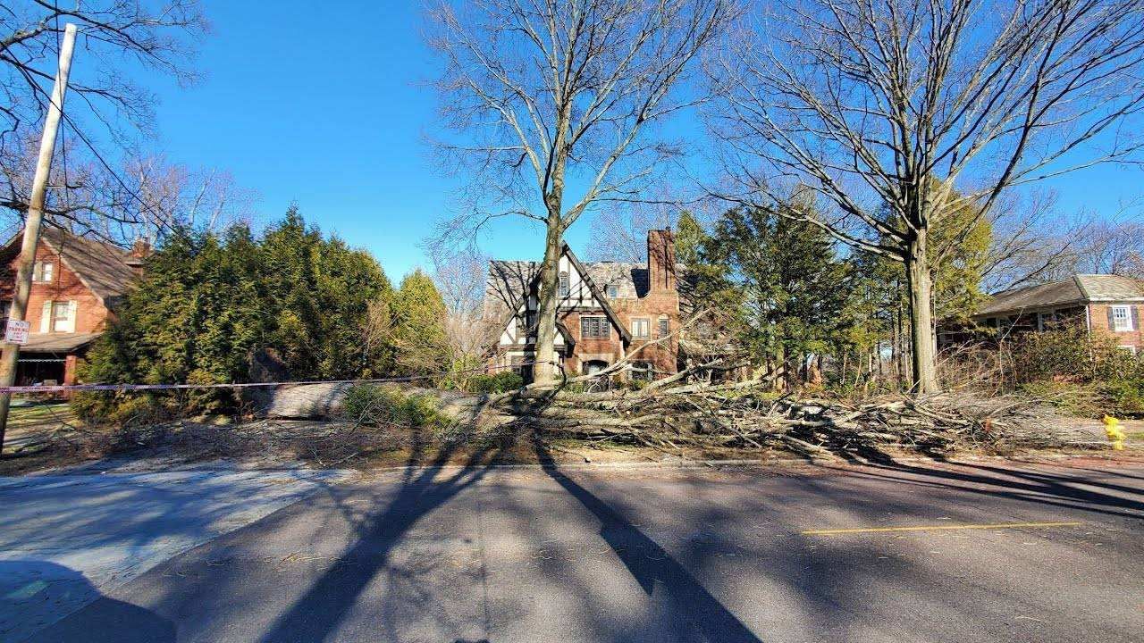 Tree Removal using Tree Removal by Mike Jones & Sons Tree Service LLC 
