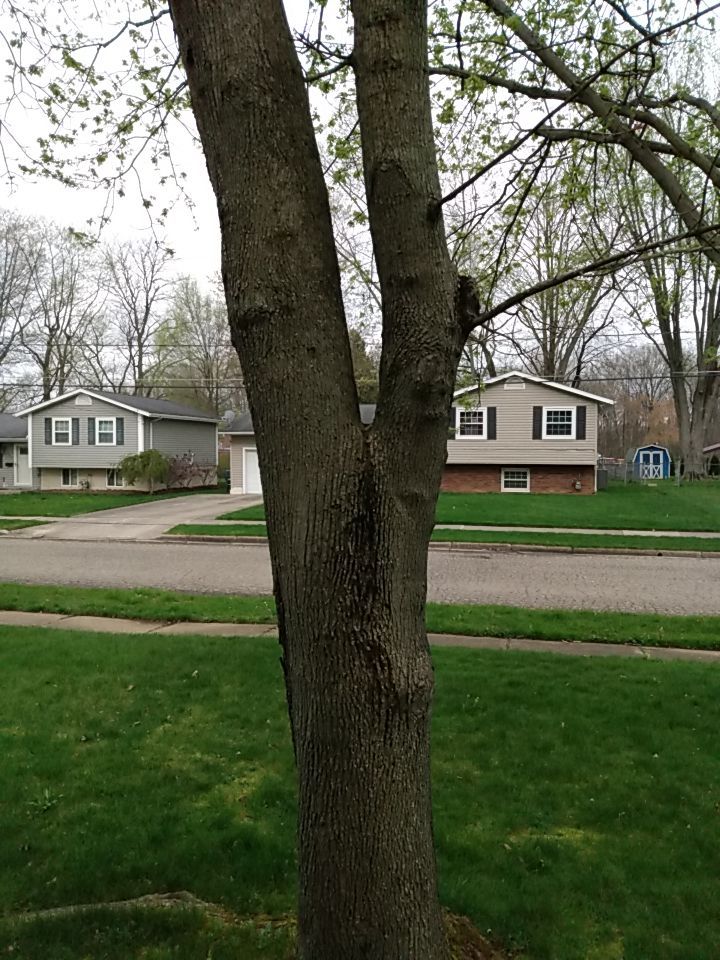 Tree Removal using Tree Removal by Mike Jones & Sons Tree Service LLC 