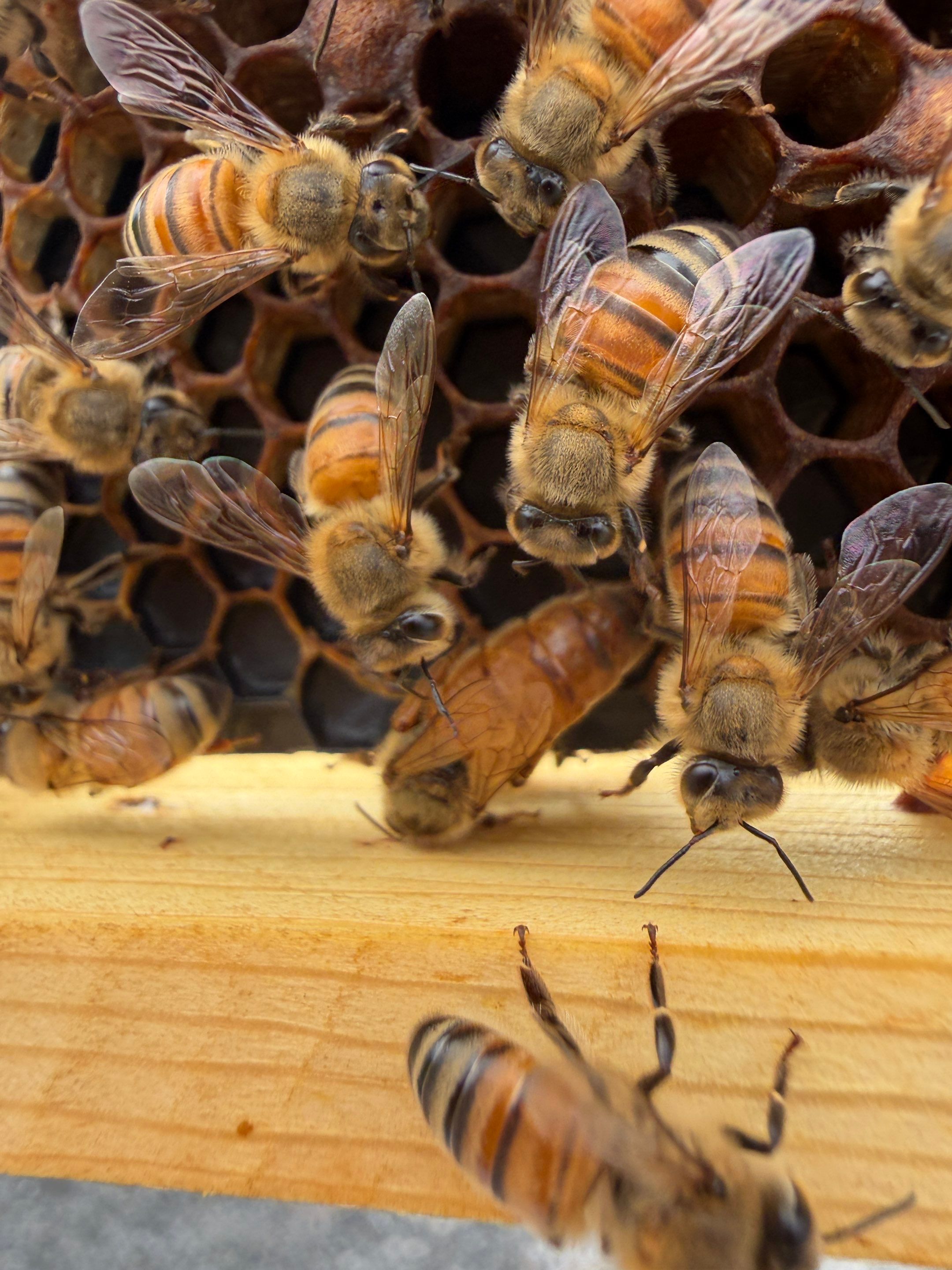Momma K’s apiary by Rockwall Honey Bee Company